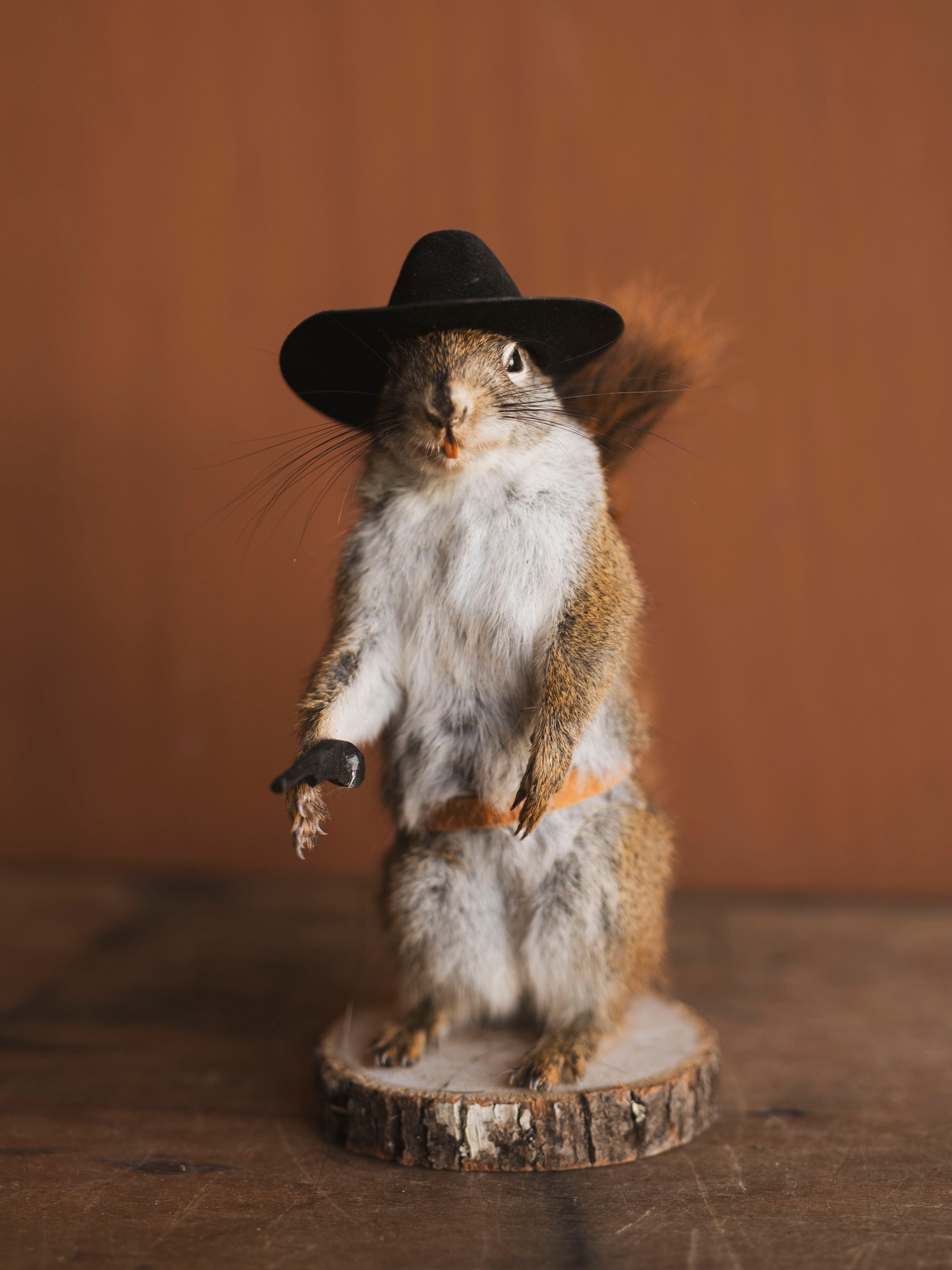 Cowboy Red Squirrel Full Body Taxidermy (Scoot), TA478