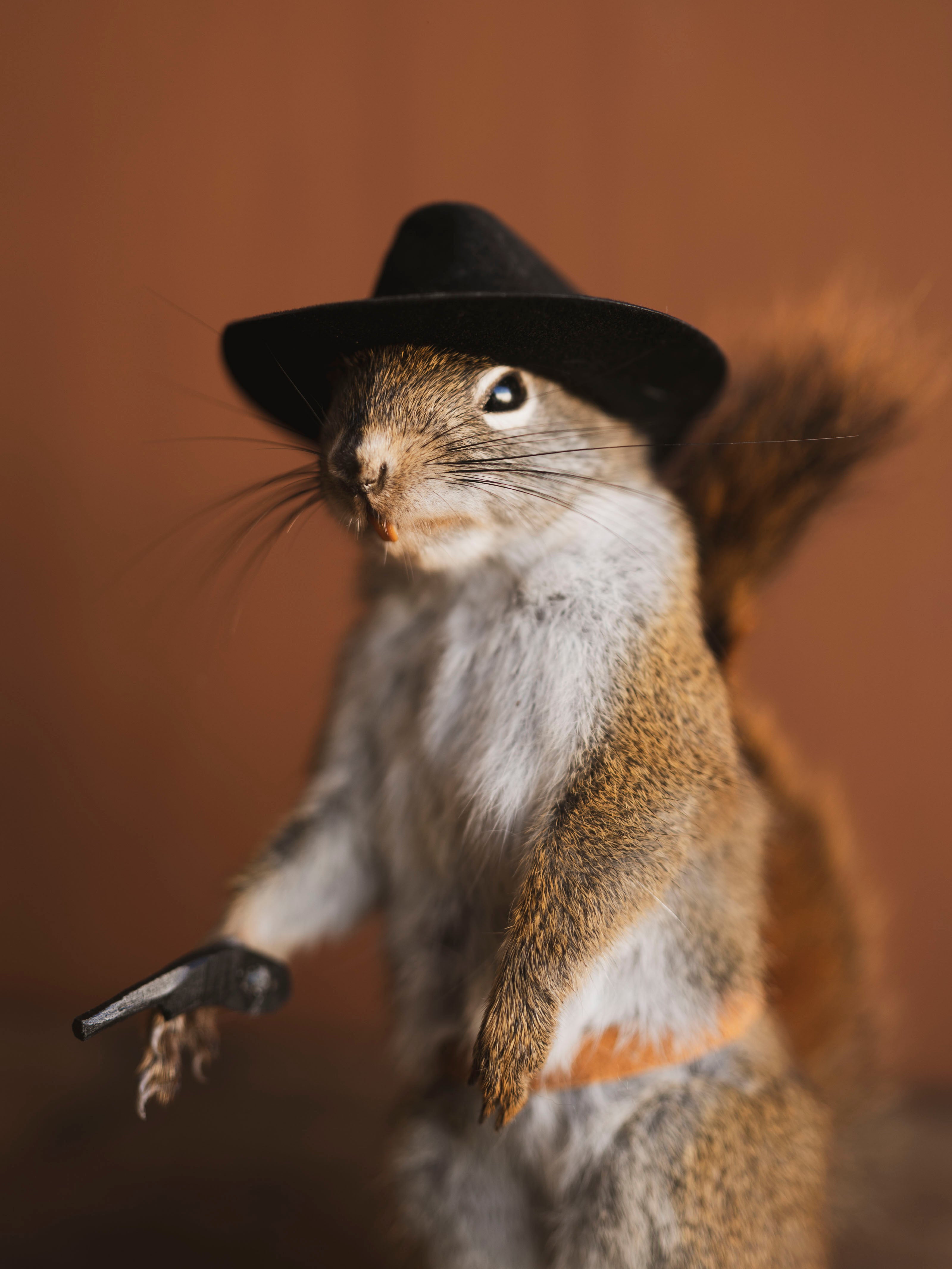Cowboy Red Squirrel Full Body Taxidermy (Scoot), TA478