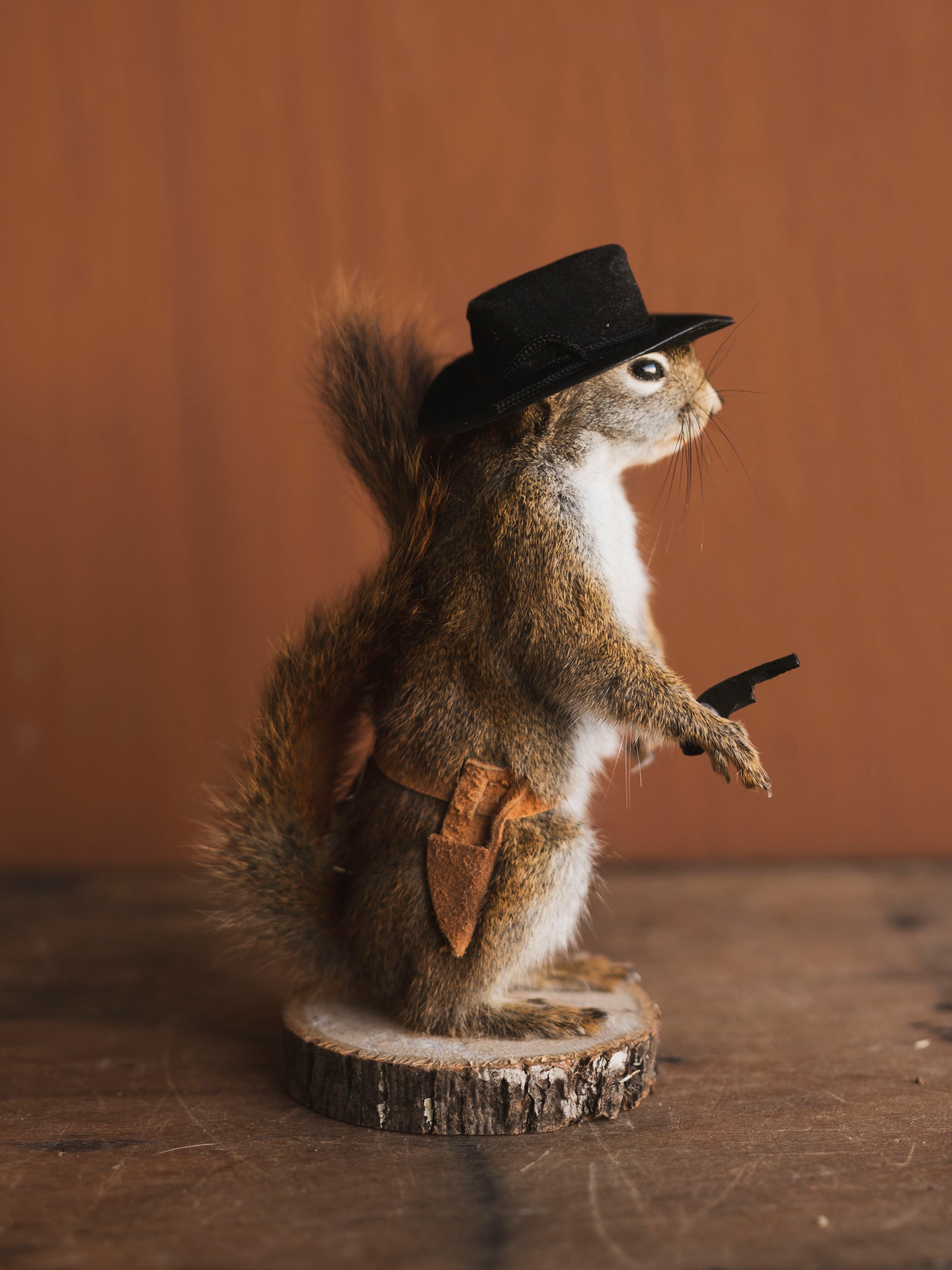 Cowboy Red Squirrel Full Body Taxidermy (Scoot), TA478