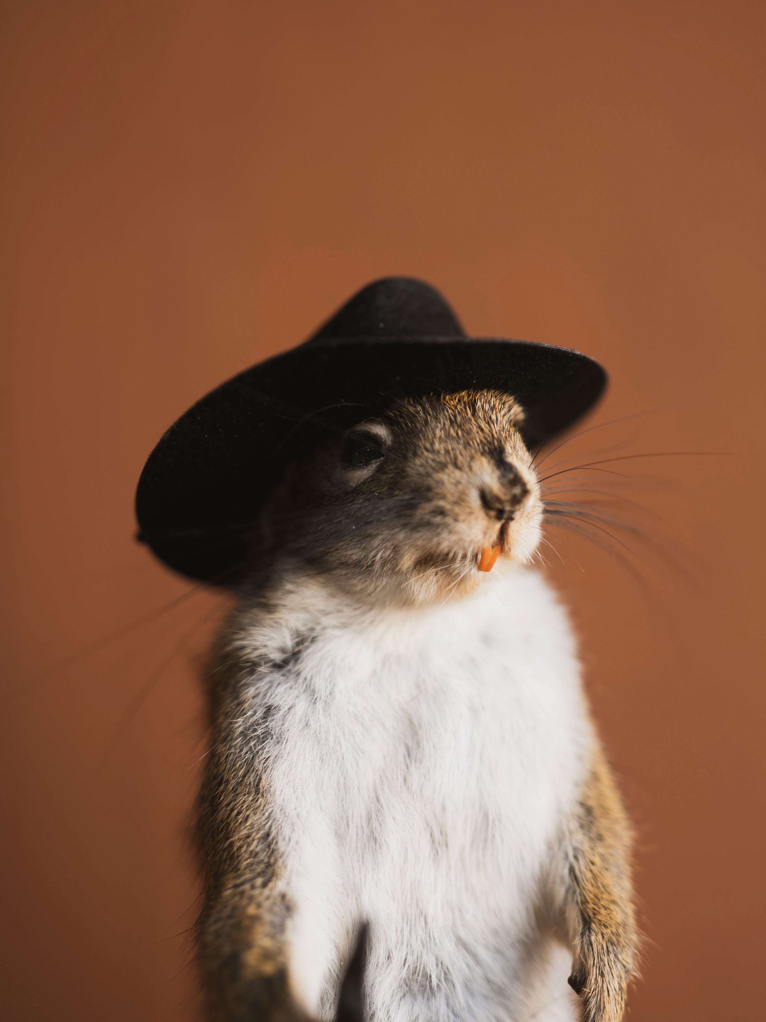 Cowboy Red Squirrel Full Body Taxidermy (Scoot), TA478