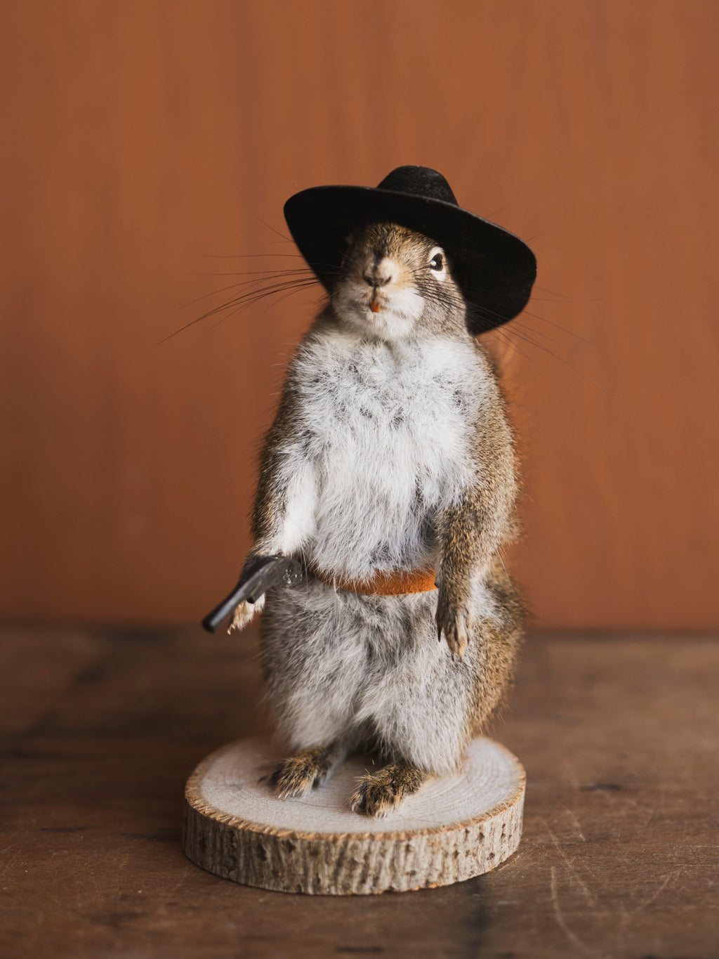 Cowboy Red Squirrel Full Body Taxidermy (Boogie), TA479