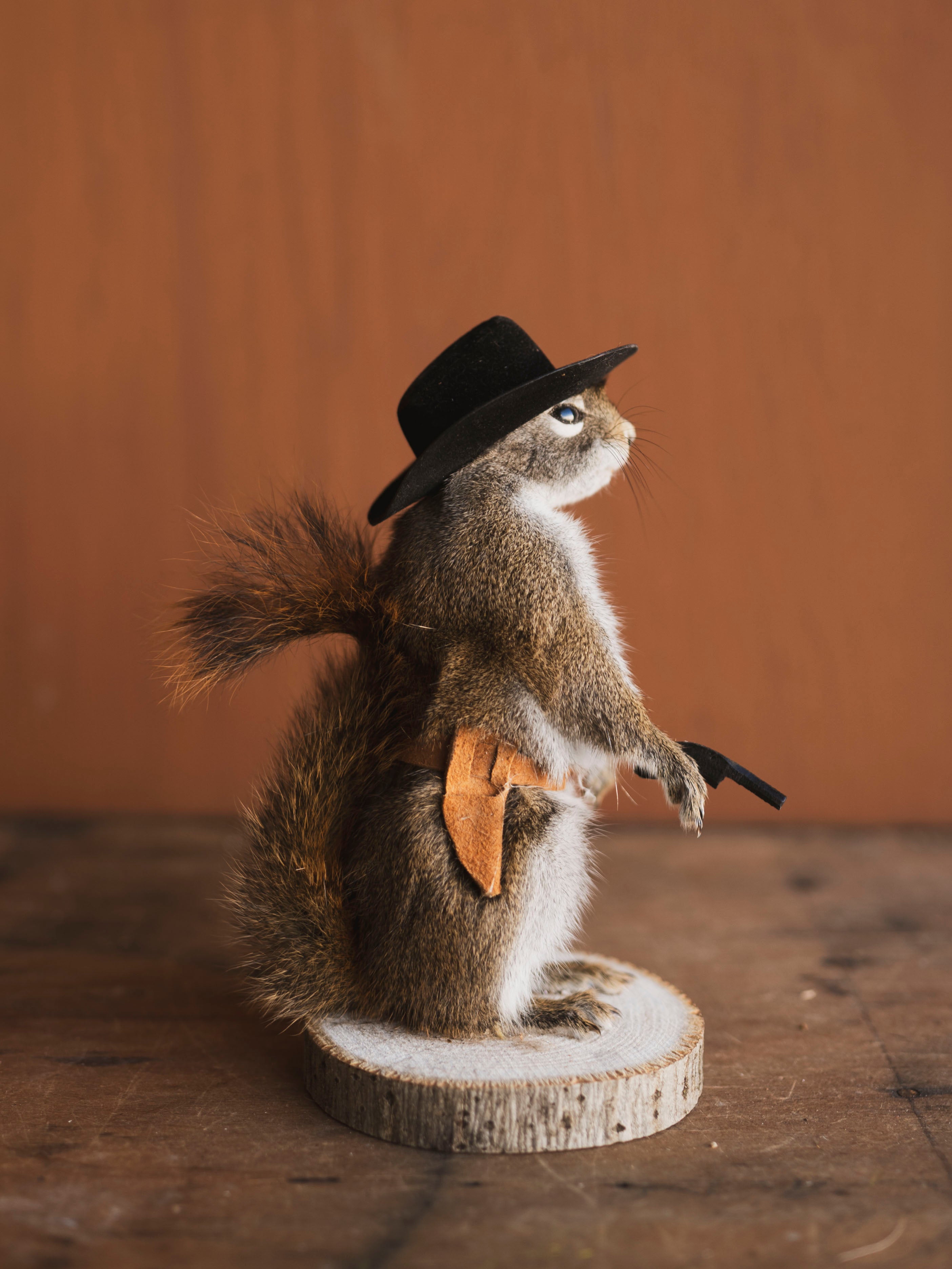 Cowboy Red Squirrel Full Body Taxidermy (Boogie), TA479