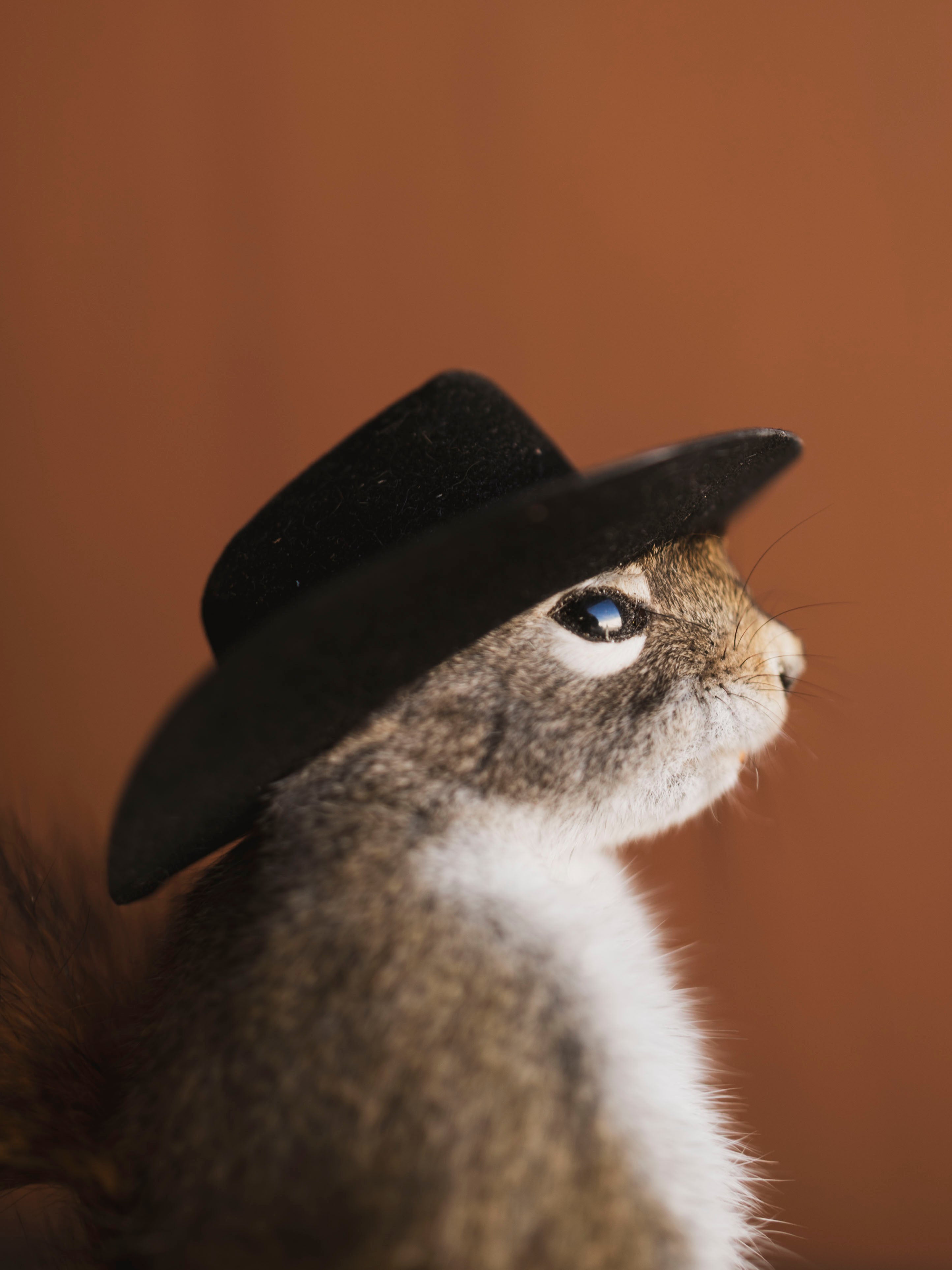 Cowboy Red Squirrel Full Body Taxidermy (Boogie), TA479