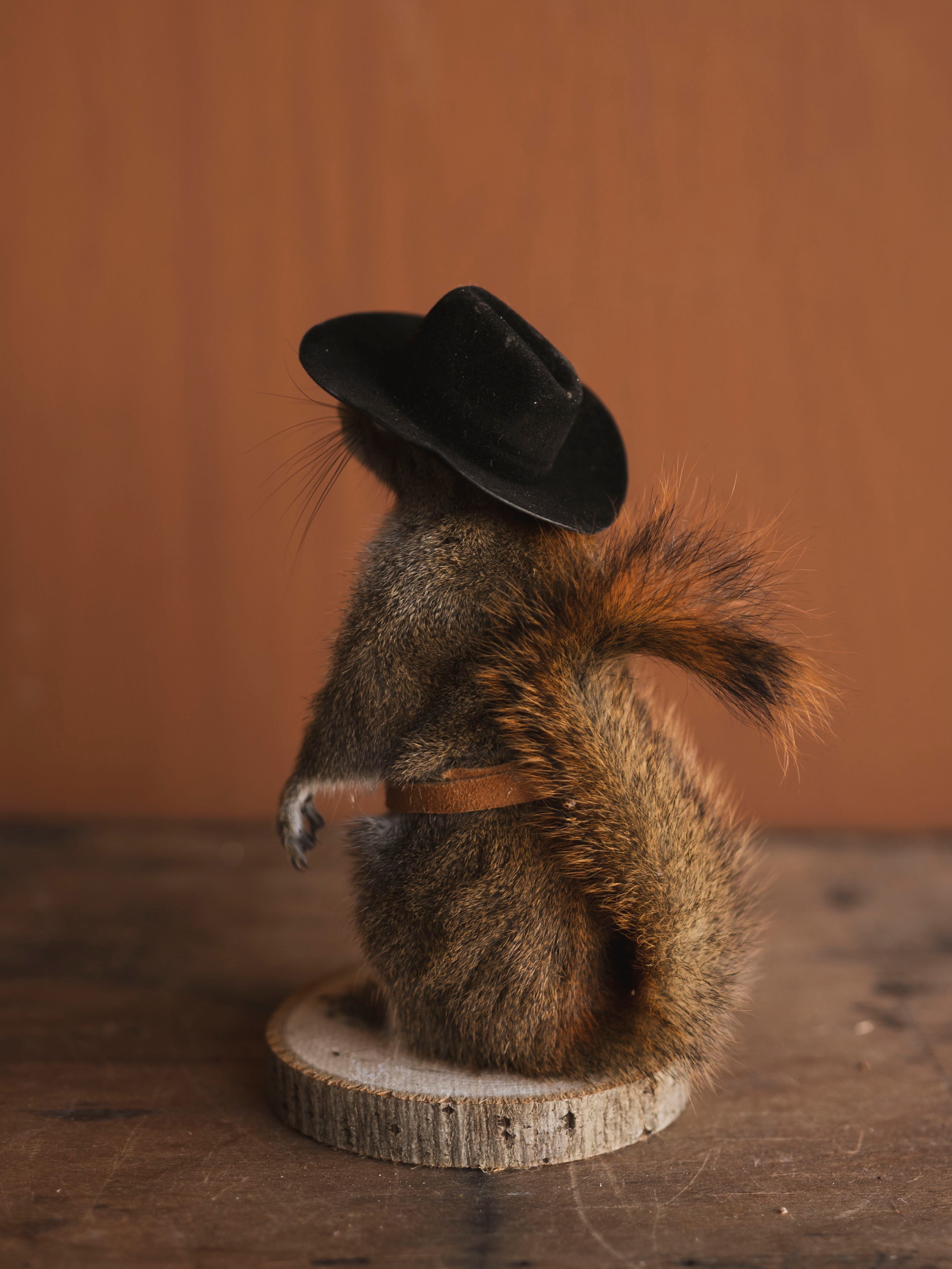 Cowboy Red Squirrel Full Body Taxidermy (Boogie), TA479