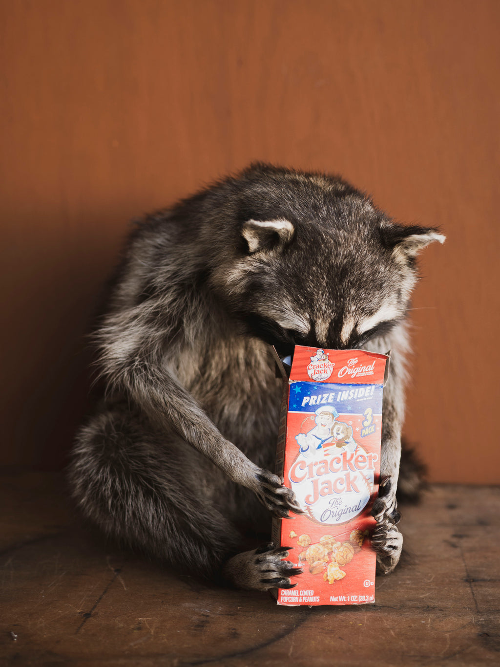Crackerjack Full Body Raccoon Taxidermy (Dusty), TA465