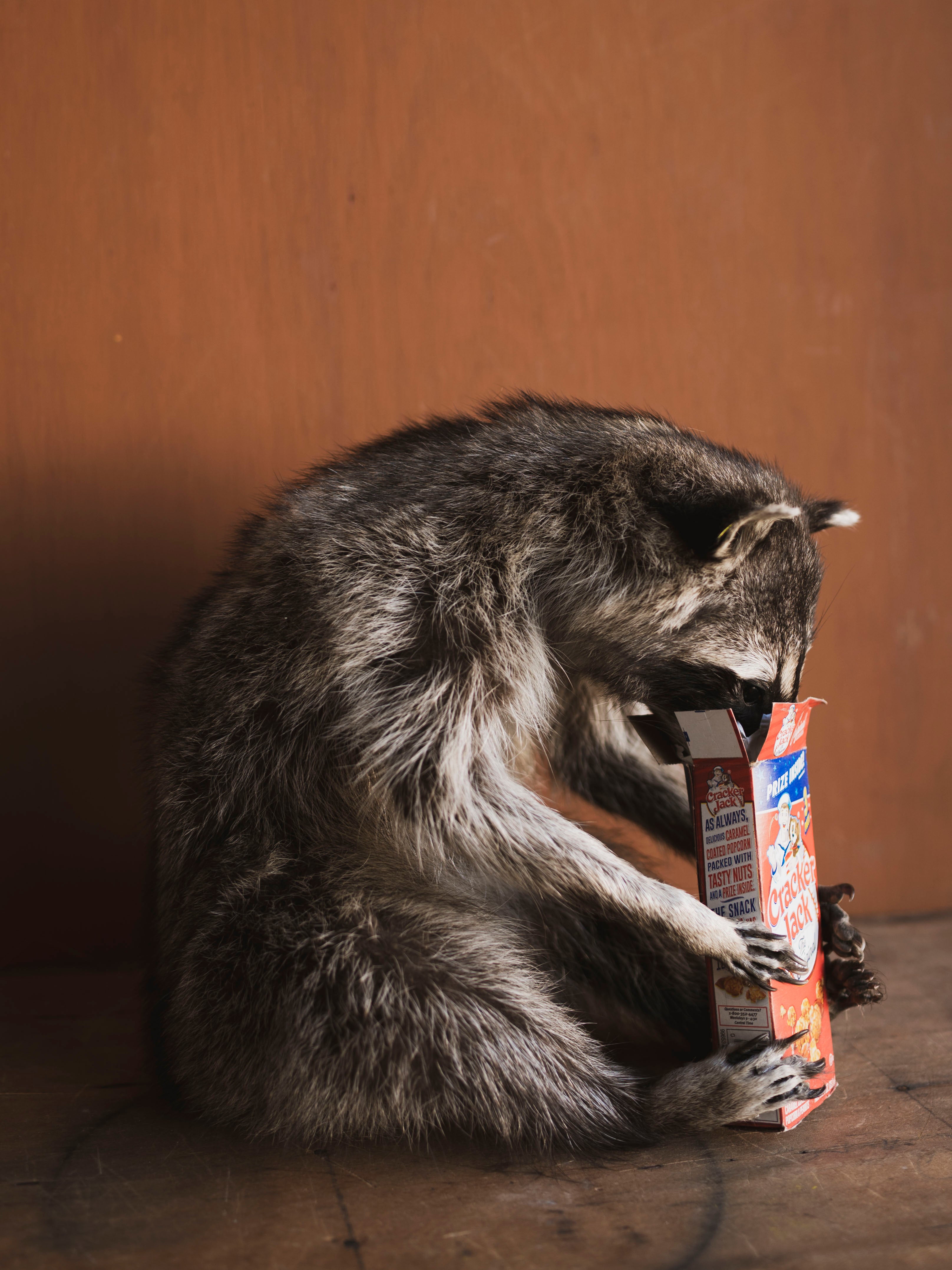 Crackerjack Full Body Raccoon Taxidermy (Dusty), TA465