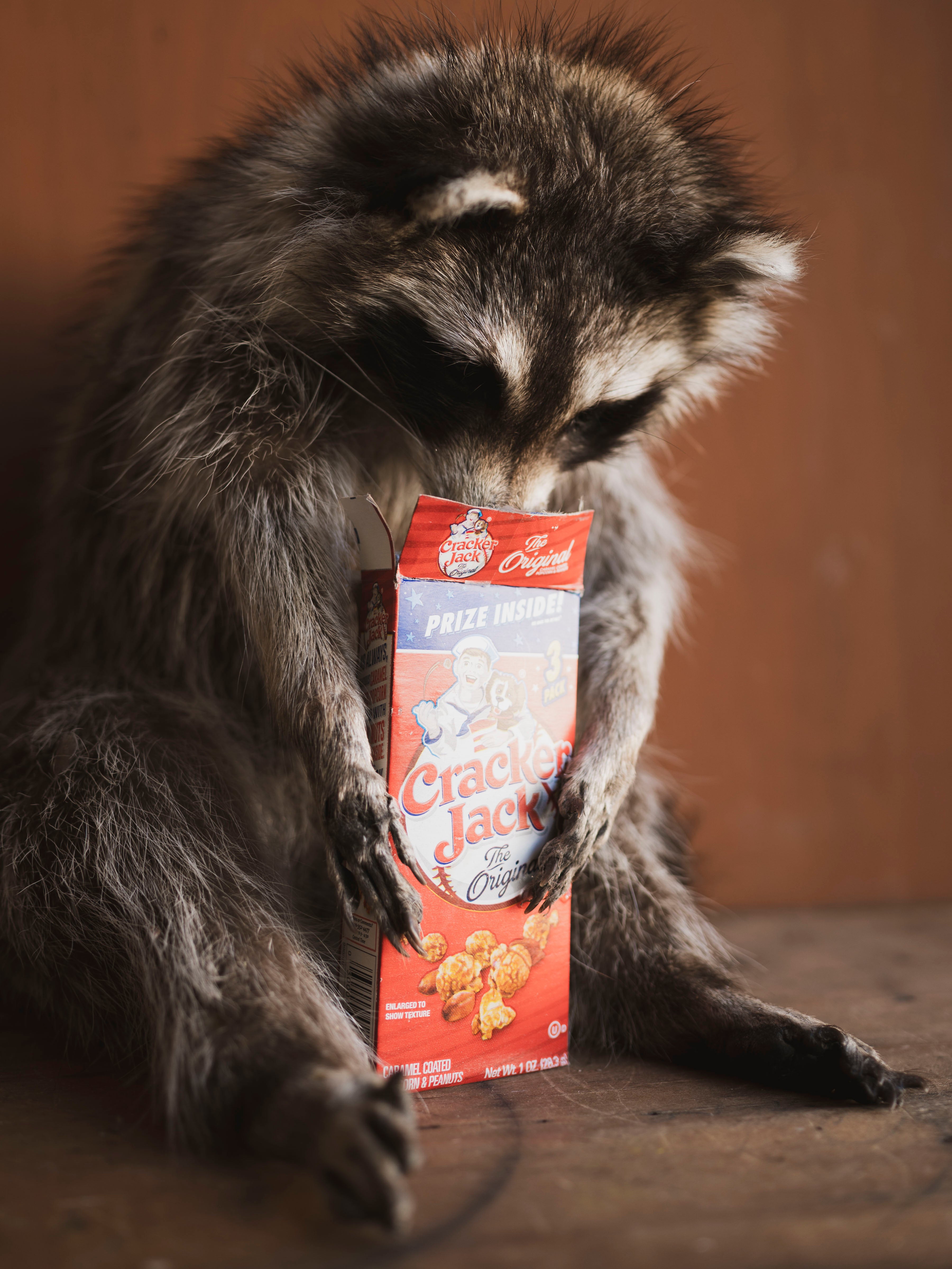 Crackerjack Full Body Raccoon Taxidermy (Rusty), TA466