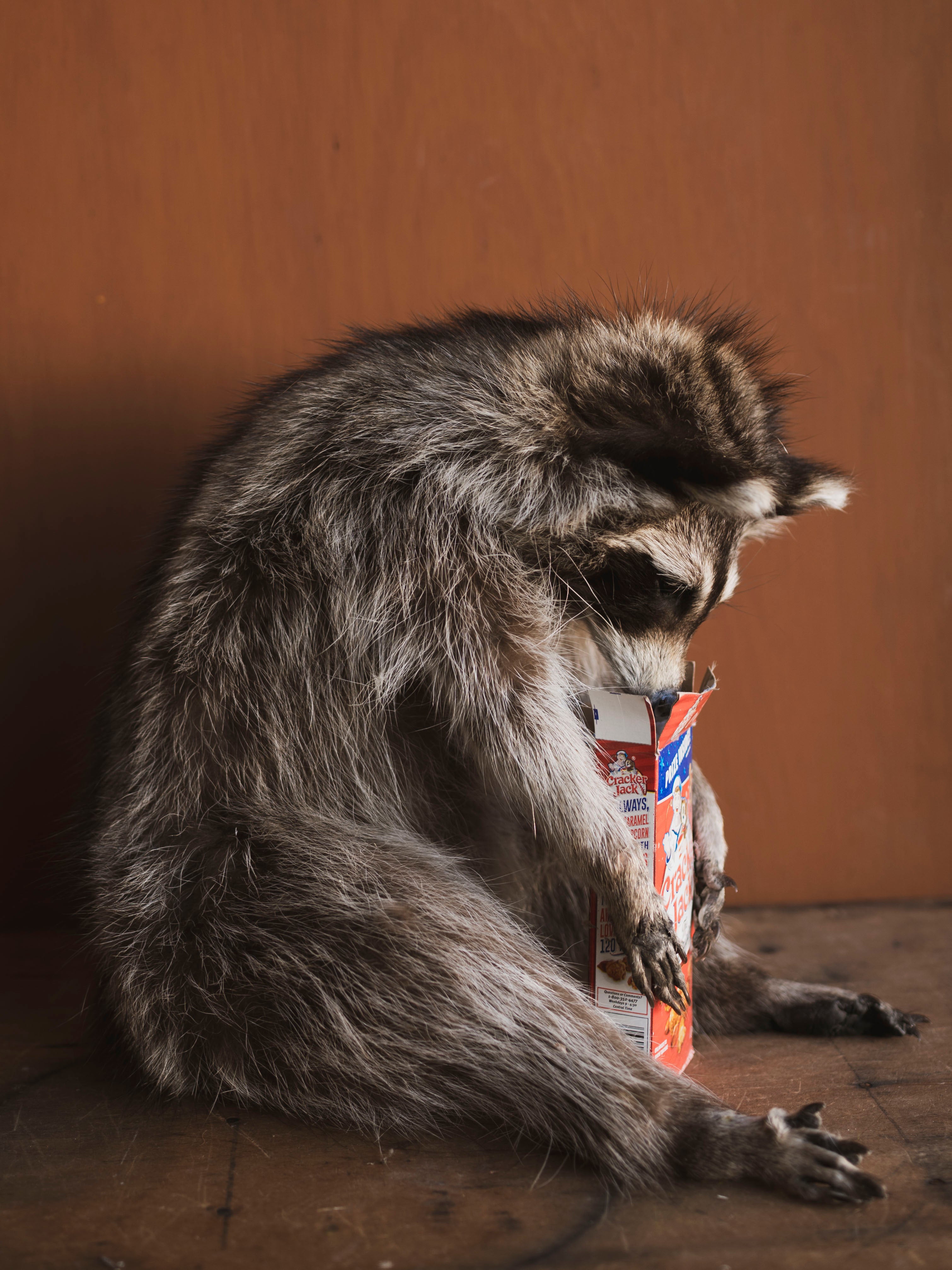 Crackerjack Full Body Raccoon Taxidermy (Rusty), TA466