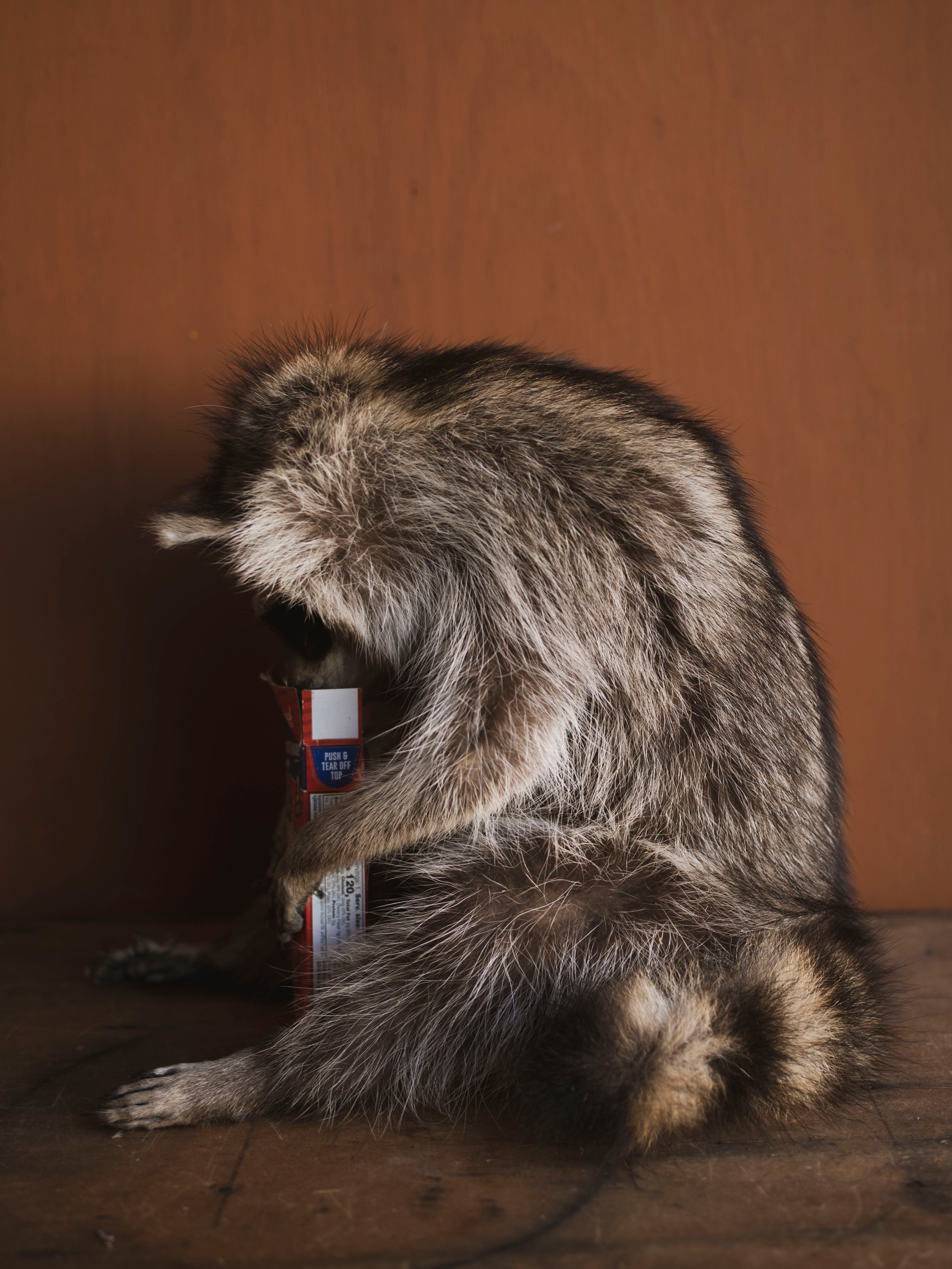 Crackerjack Full Body Raccoon Taxidermy (Rusty), TA466