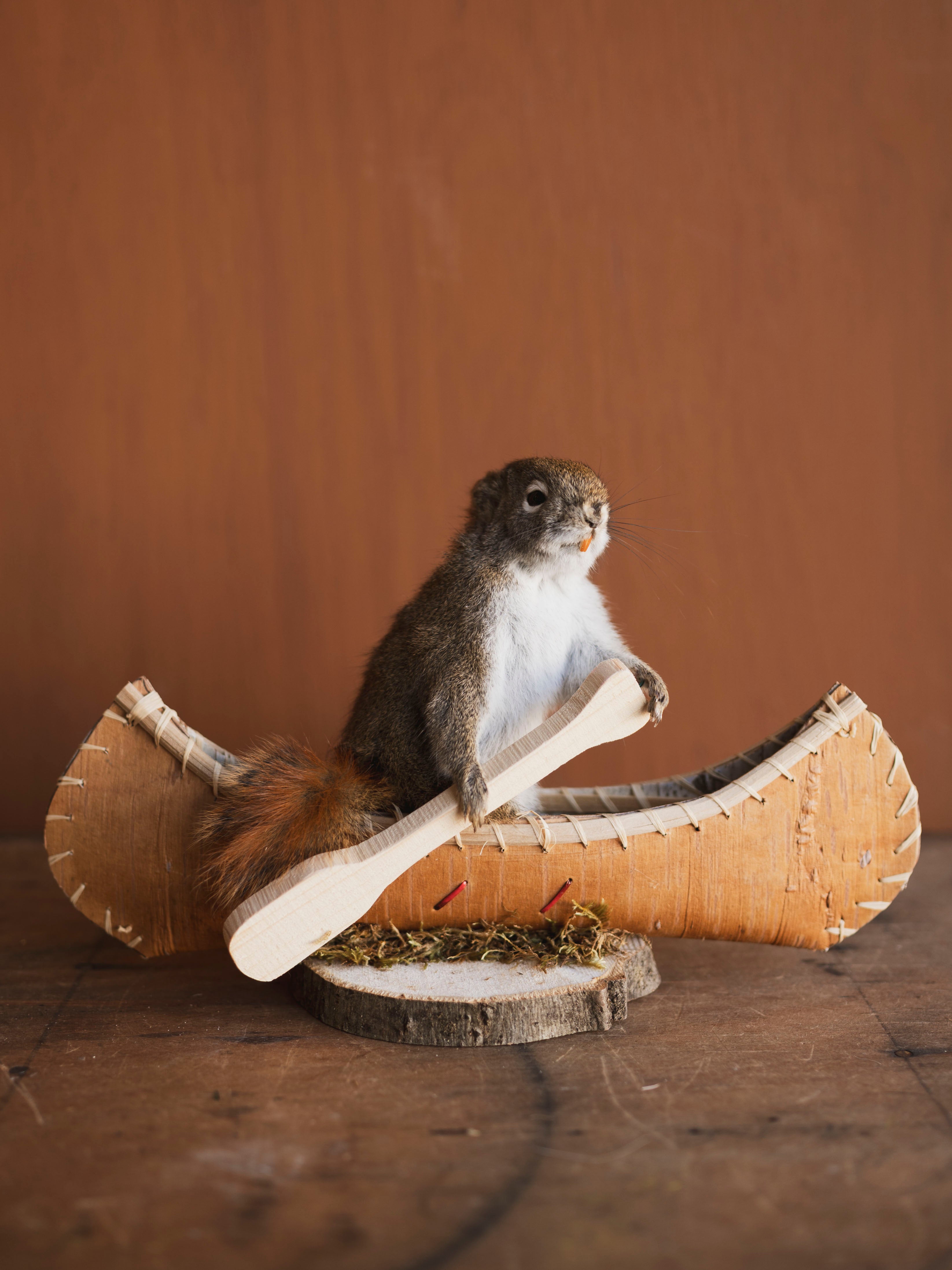 Full Body Red Squirrel in Canoe Taxidermy (Maple), TA472