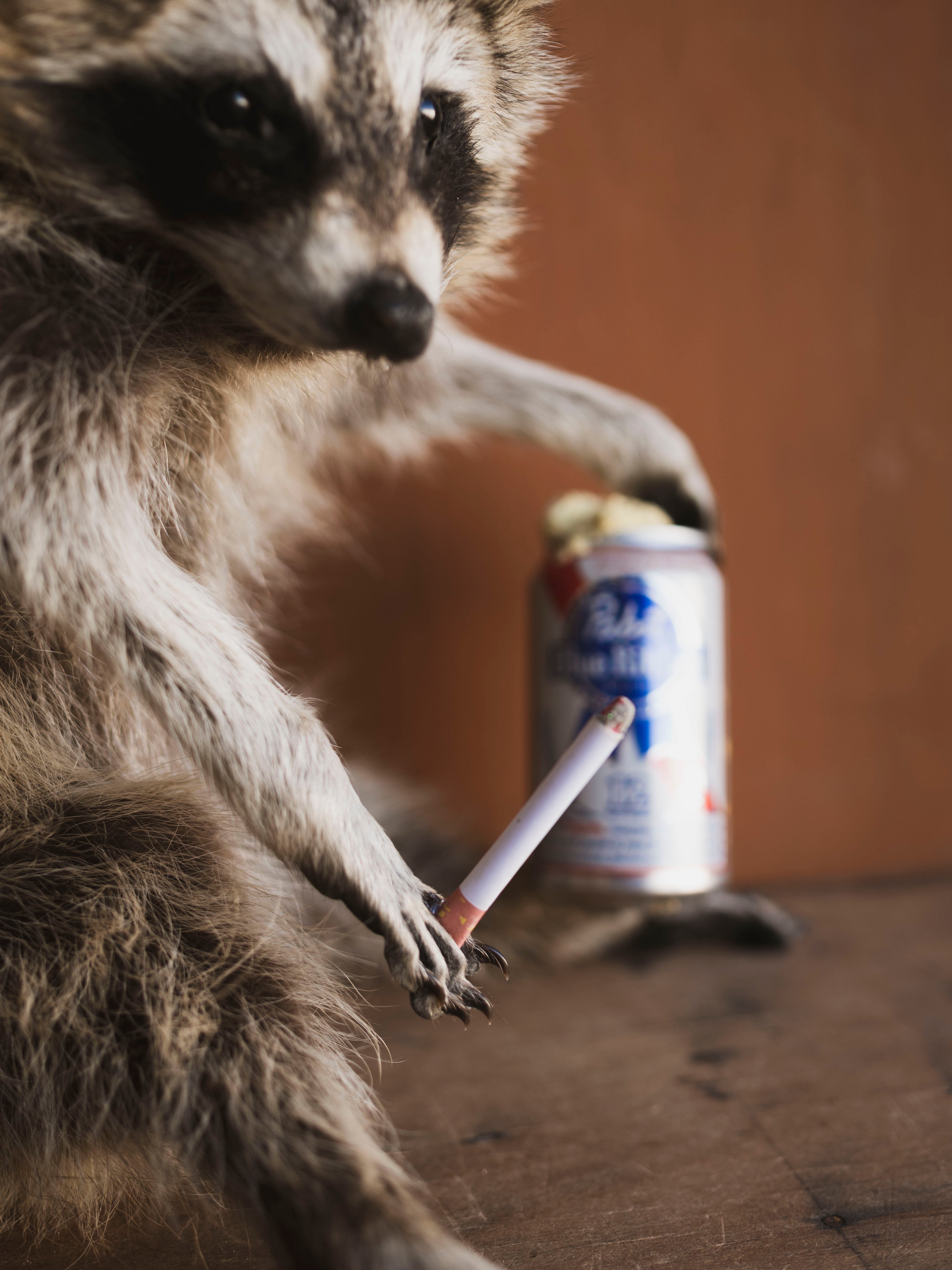 Smoking & Drinking Full Body Raccoon Taxidermy (Rascal), TA463