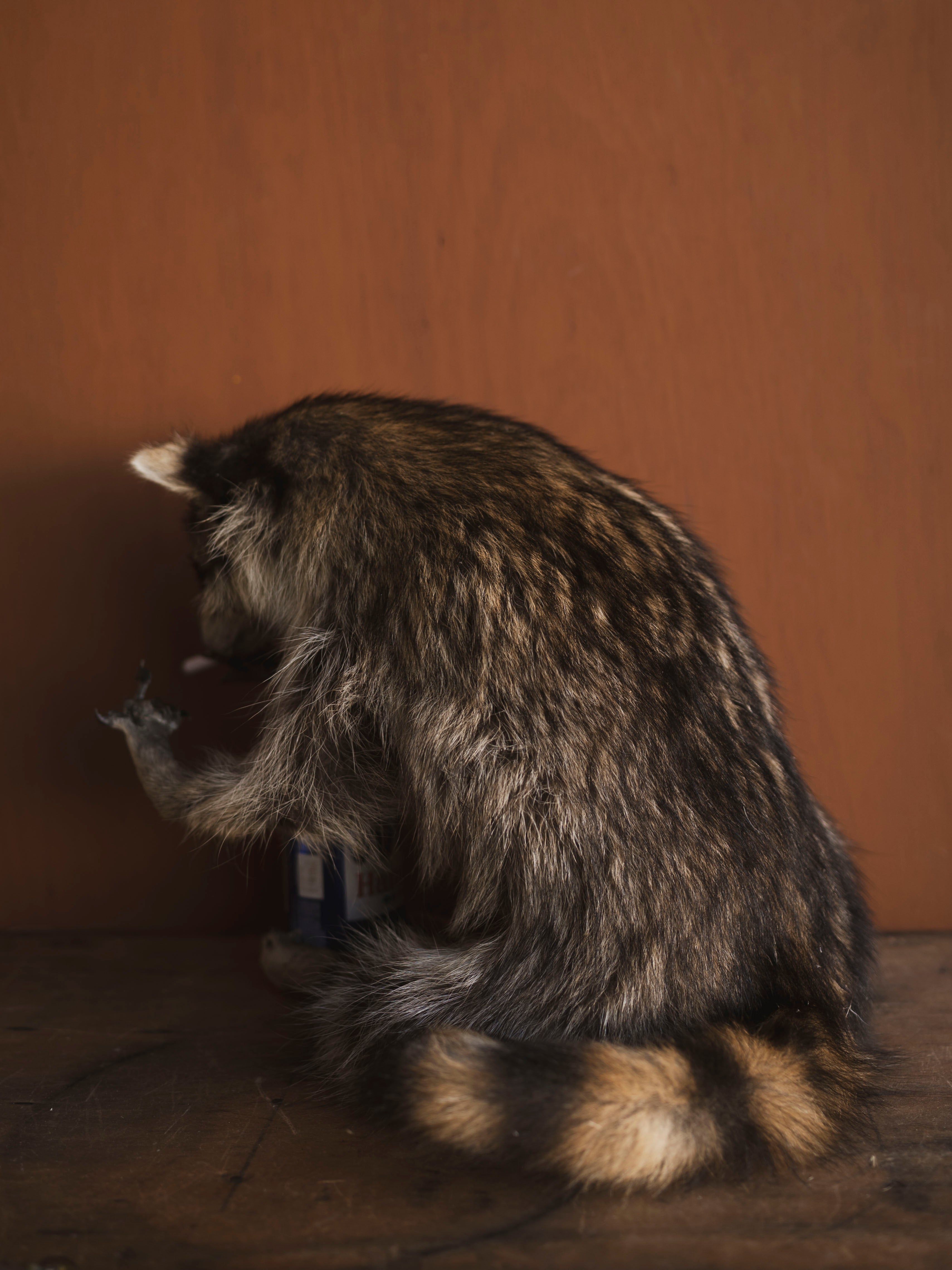 Middle Finger Smoking & Drinking Full Body Raccoon Taxidermy (Riot), TA464