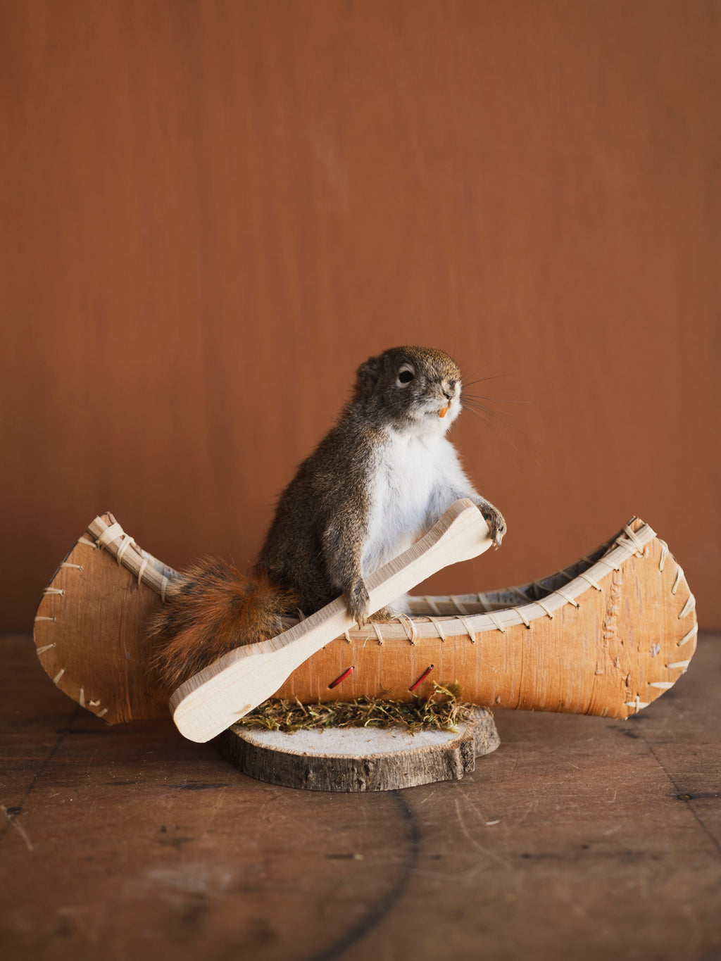 Full Body Red Squirrel in Canoe Taxidermy (Maple), TA472