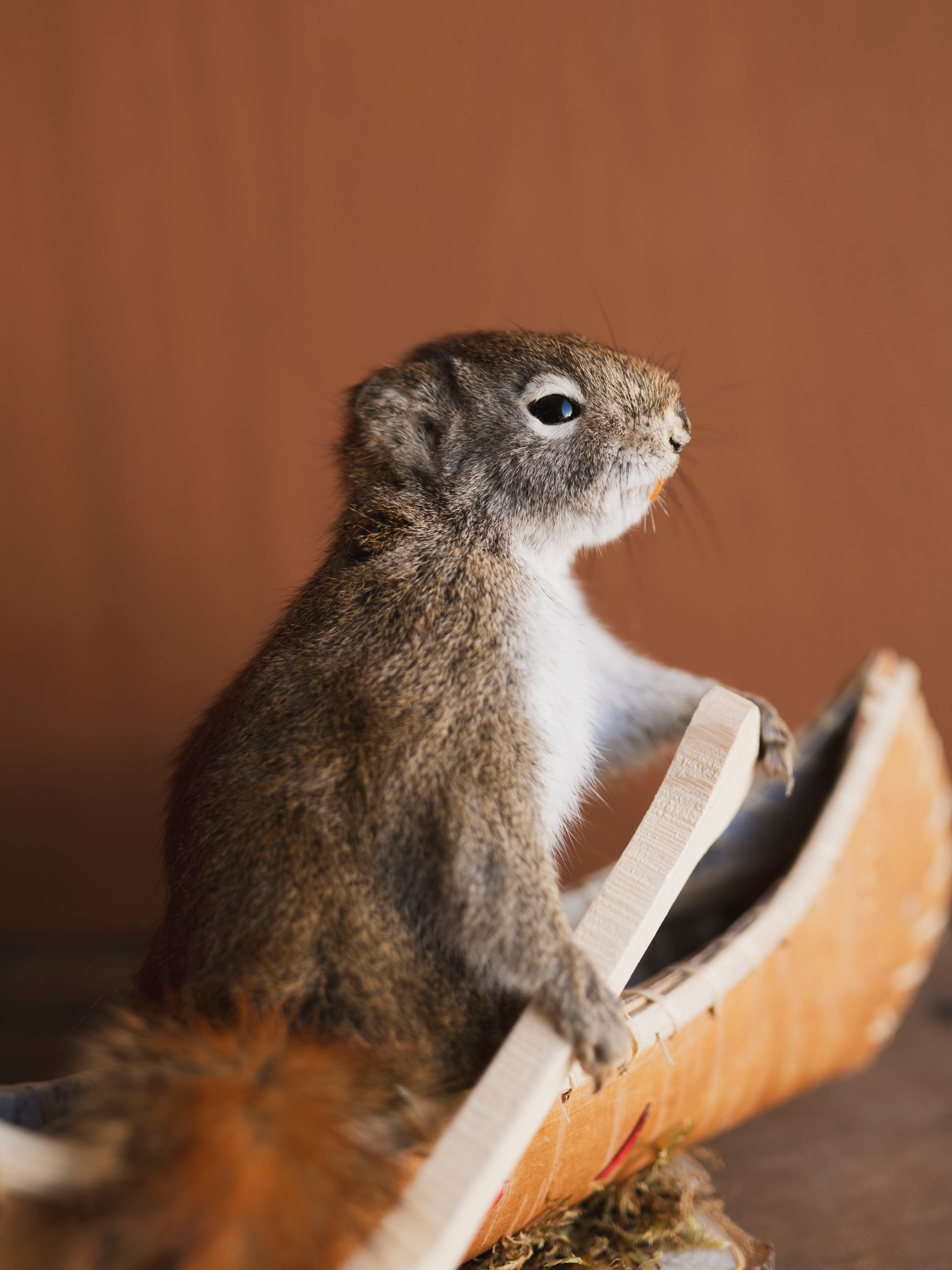 Full Body Red Squirrel in Canoe Taxidermy (Maple), TA472