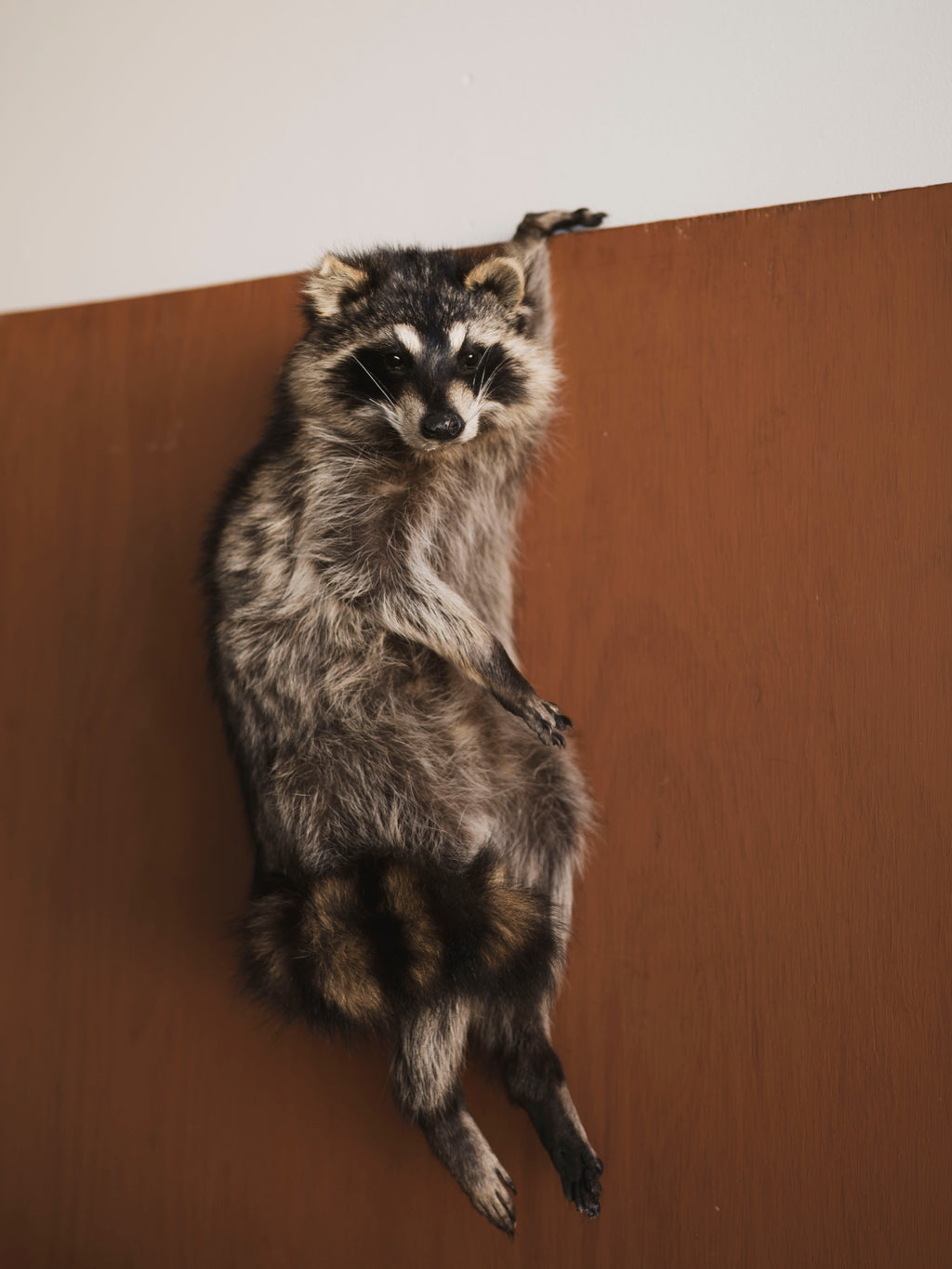 Hanging Full Body Raccoon Taxidermy (Remi), TA462