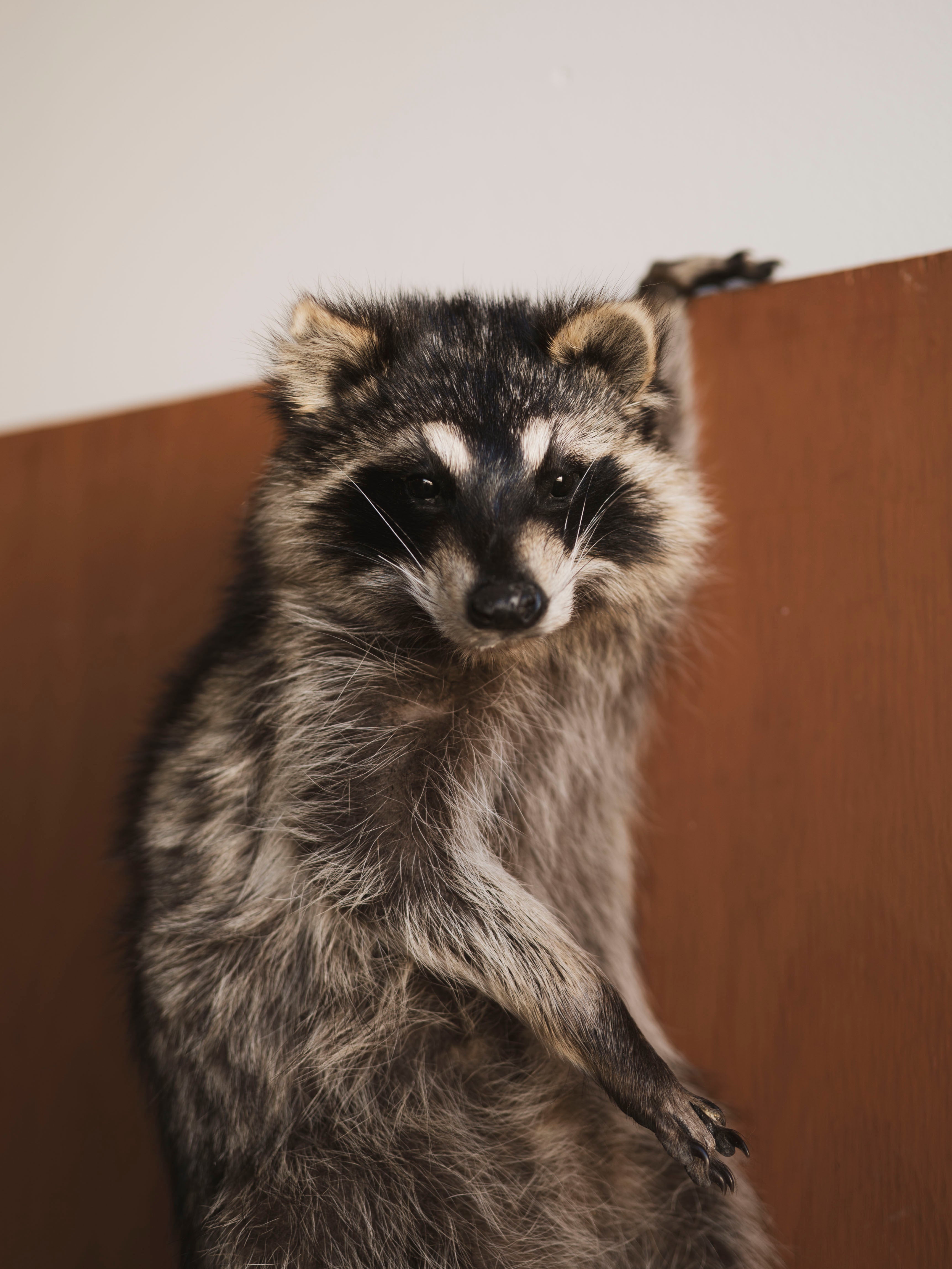 Hanging Full Body Raccoon Taxidermy (Remi), TA462