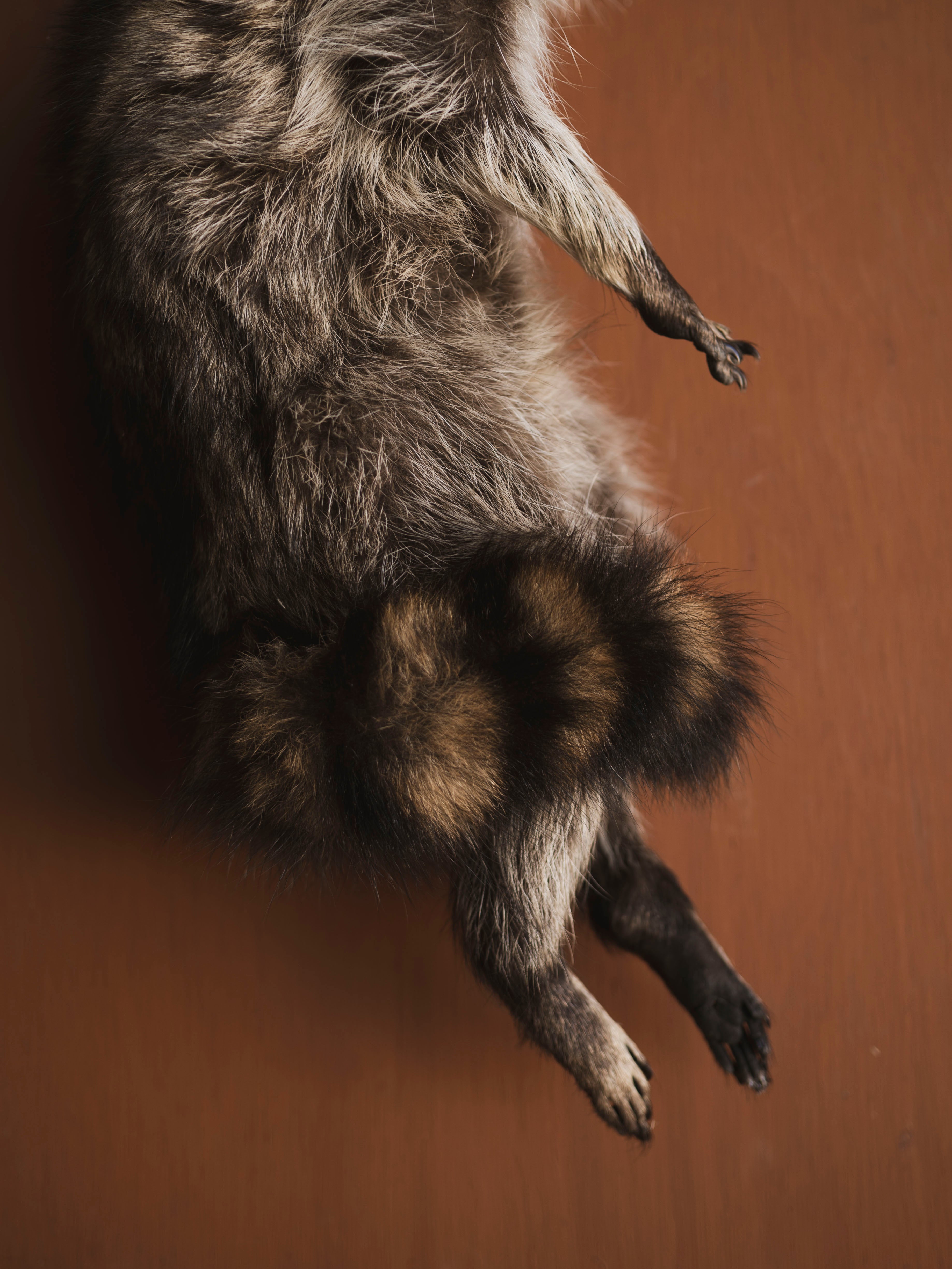 Hanging Full Body Raccoon Taxidermy (Remi), TA462
