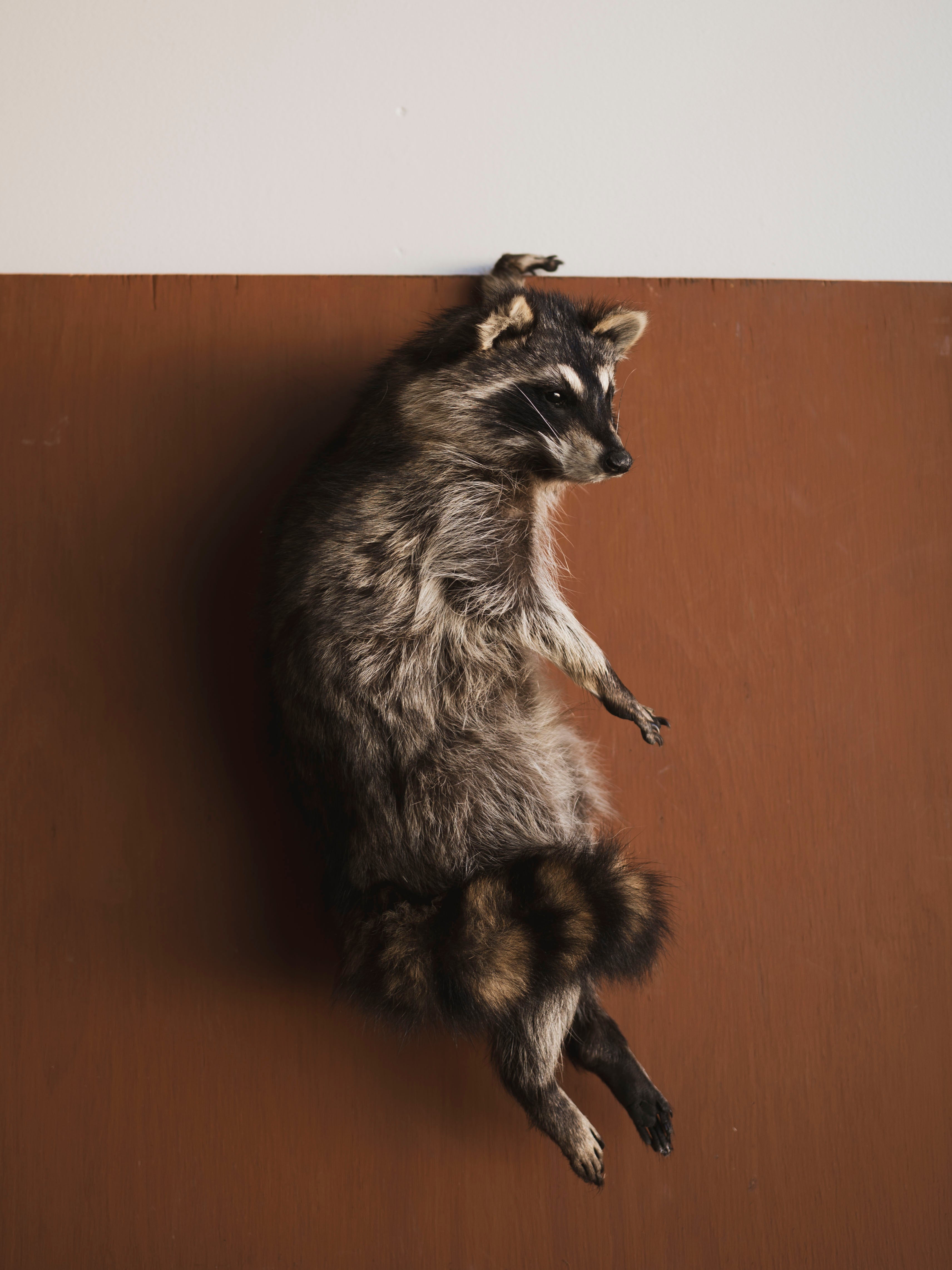 Hanging Full Body Raccoon Taxidermy (Remi), TA462
