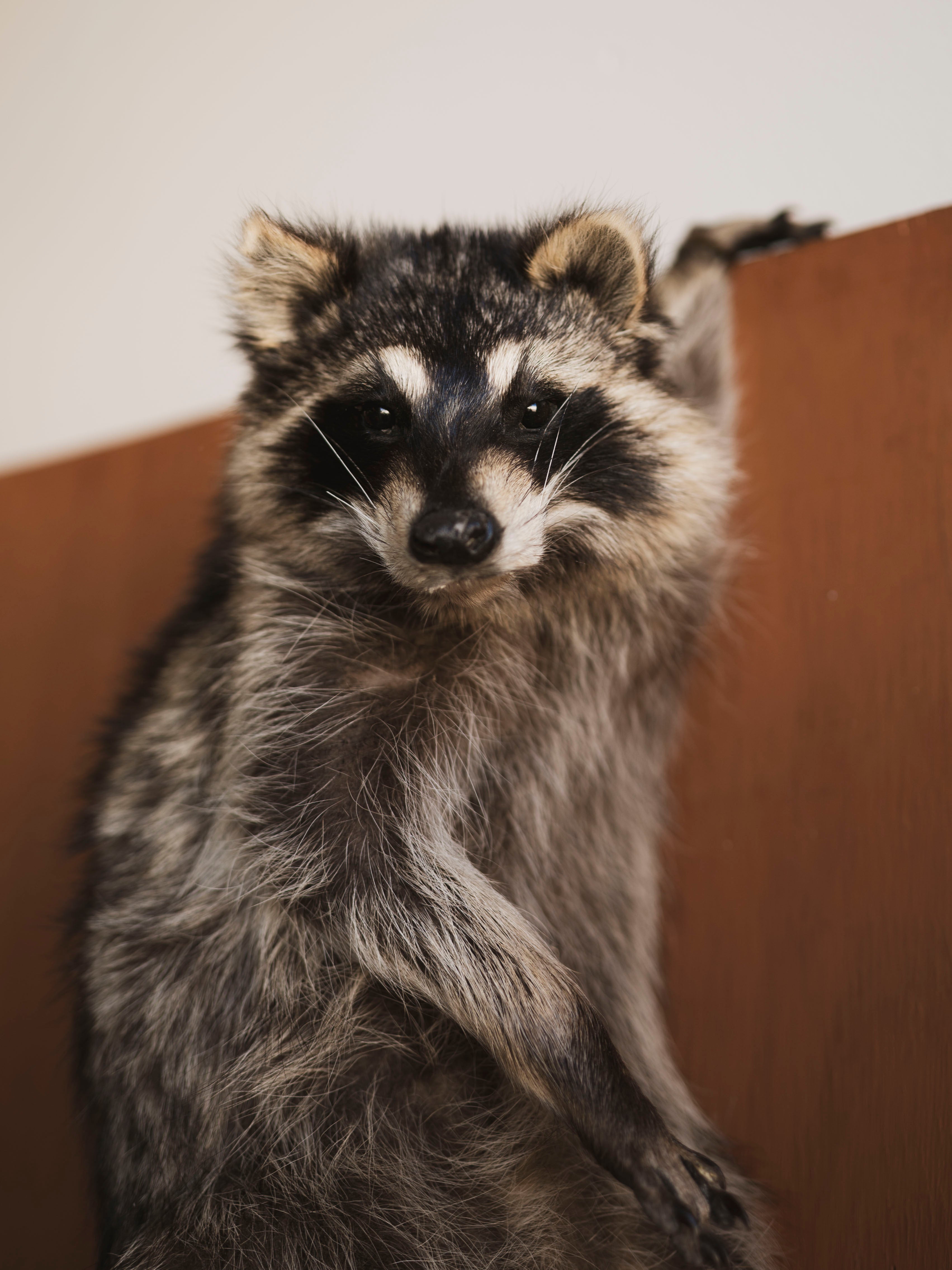 Hanging Full Body Raccoon Taxidermy (Remi), TA462