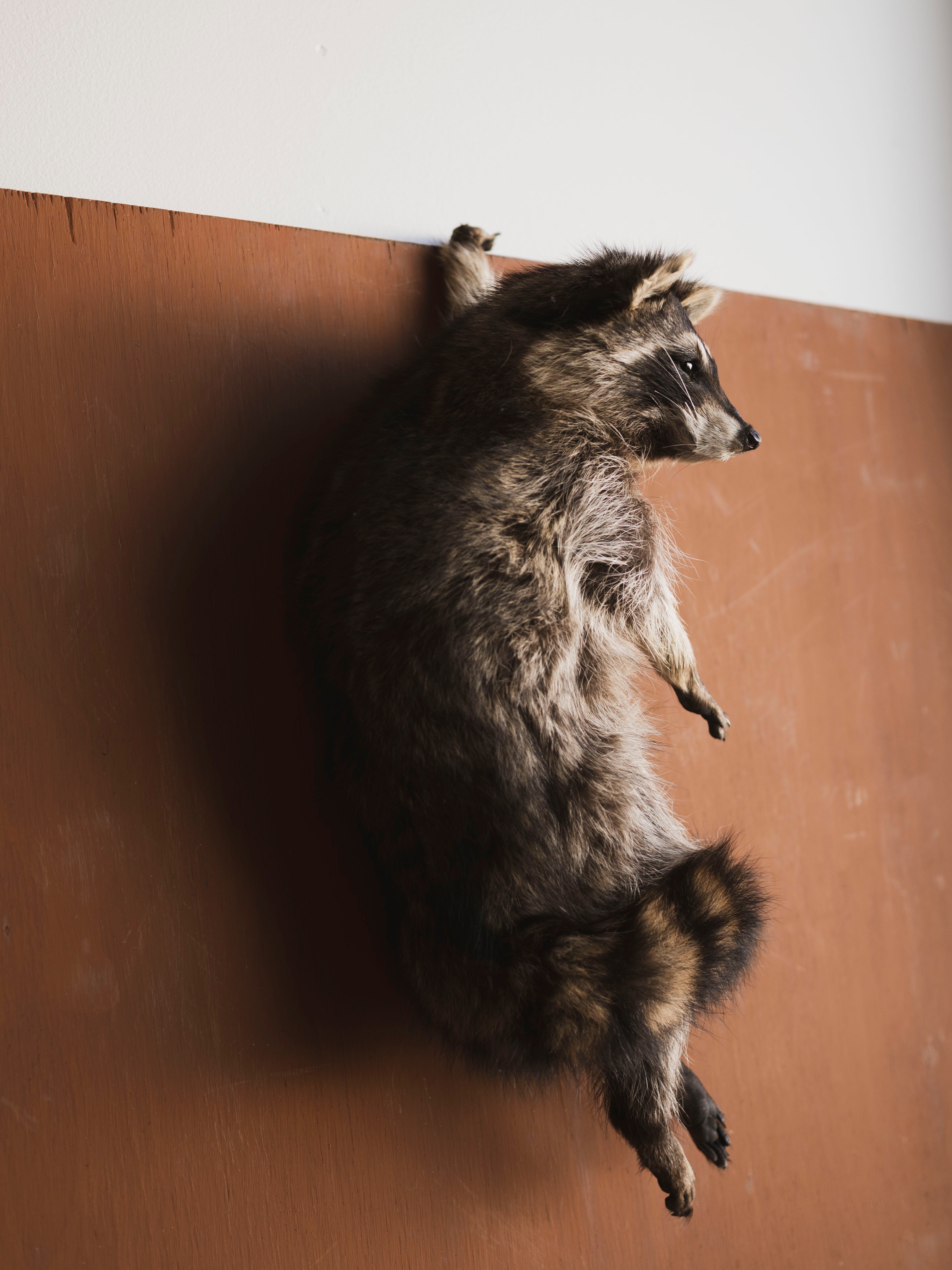 Hanging Full Body Raccoon Taxidermy (Remi), TA462