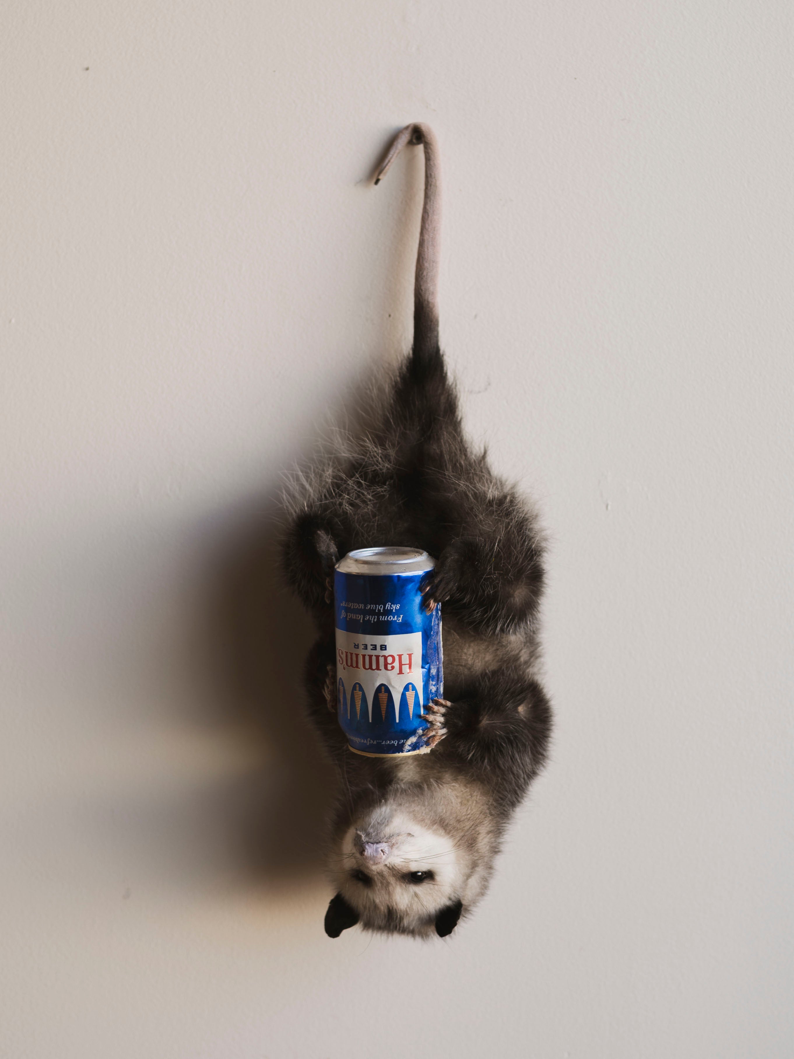 Hanging Full Body Beer Opossum Taxidermy (Boomba), TA457