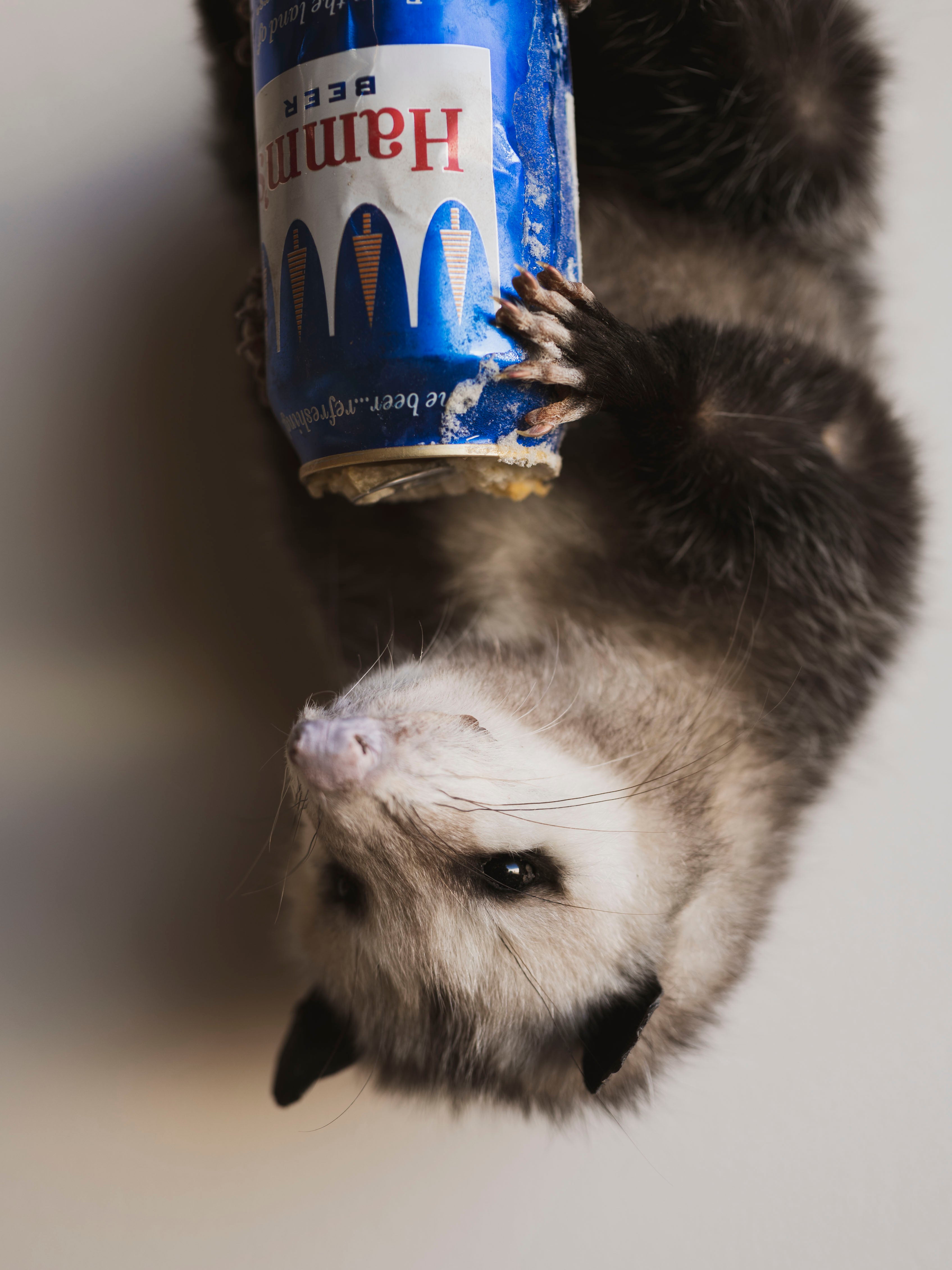 Hanging Full Body Beer Opossum Taxidermy (Boomba), TA457