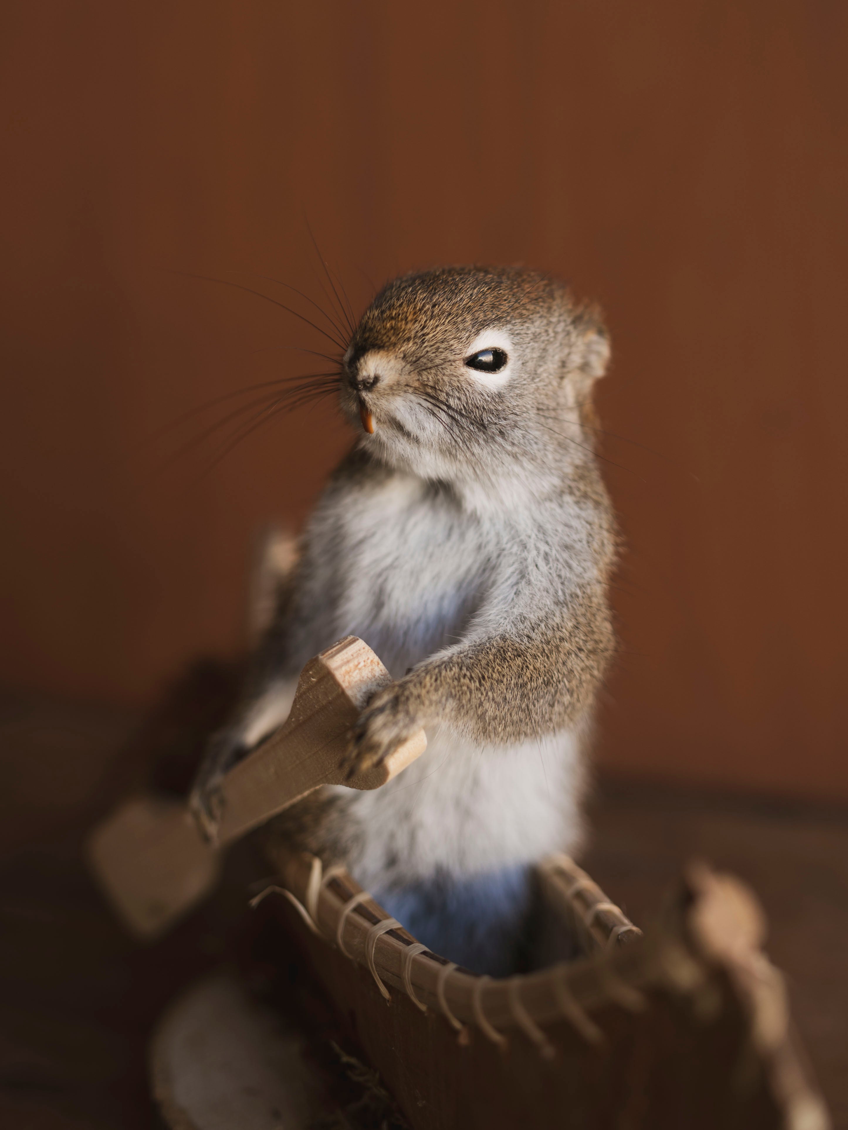 Full Body Red Squirrel in Canoe Taxidermy (Maple), TA472