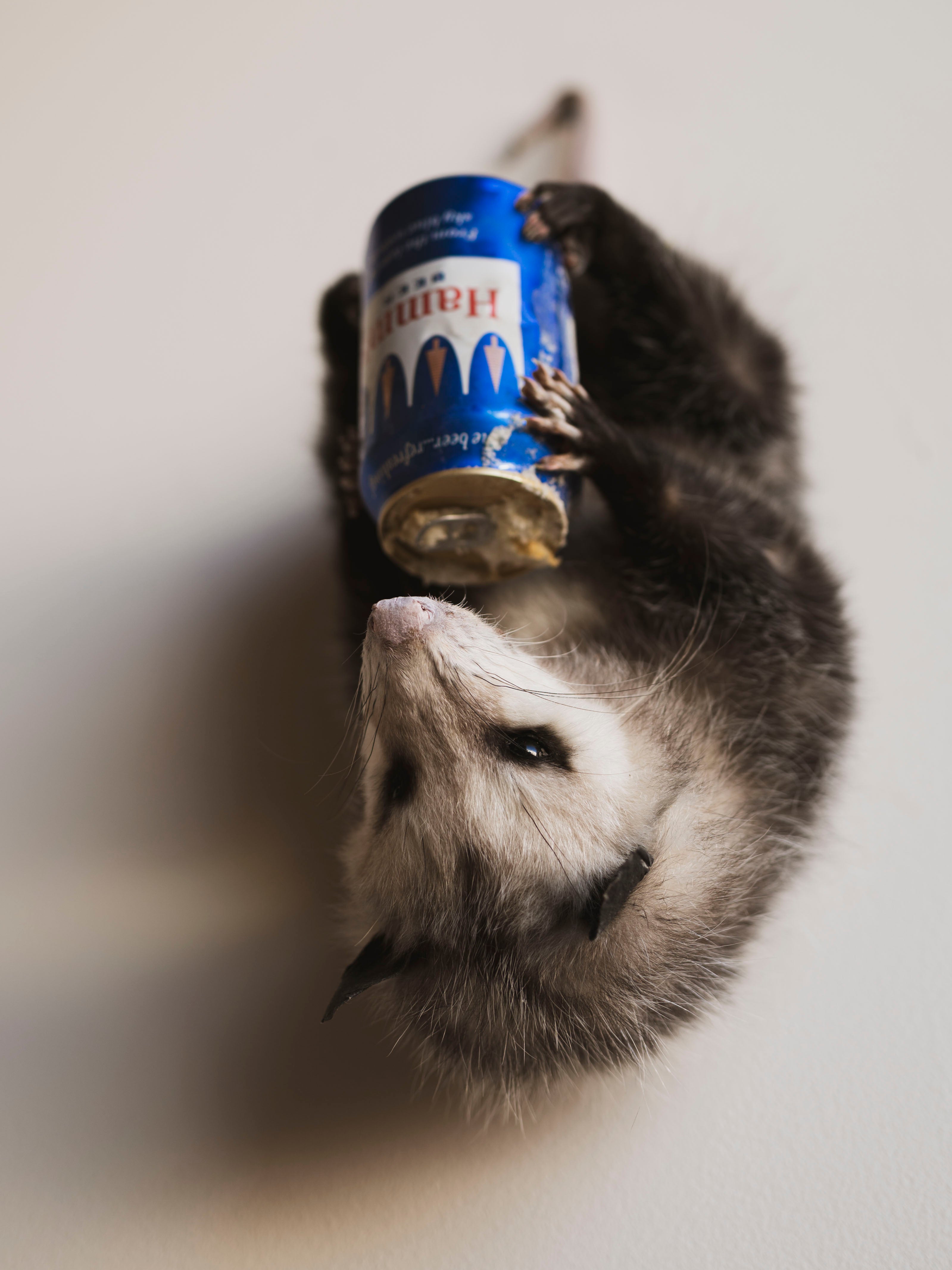Hanging Full Body Beer Opossum Taxidermy (Boomba), TA457