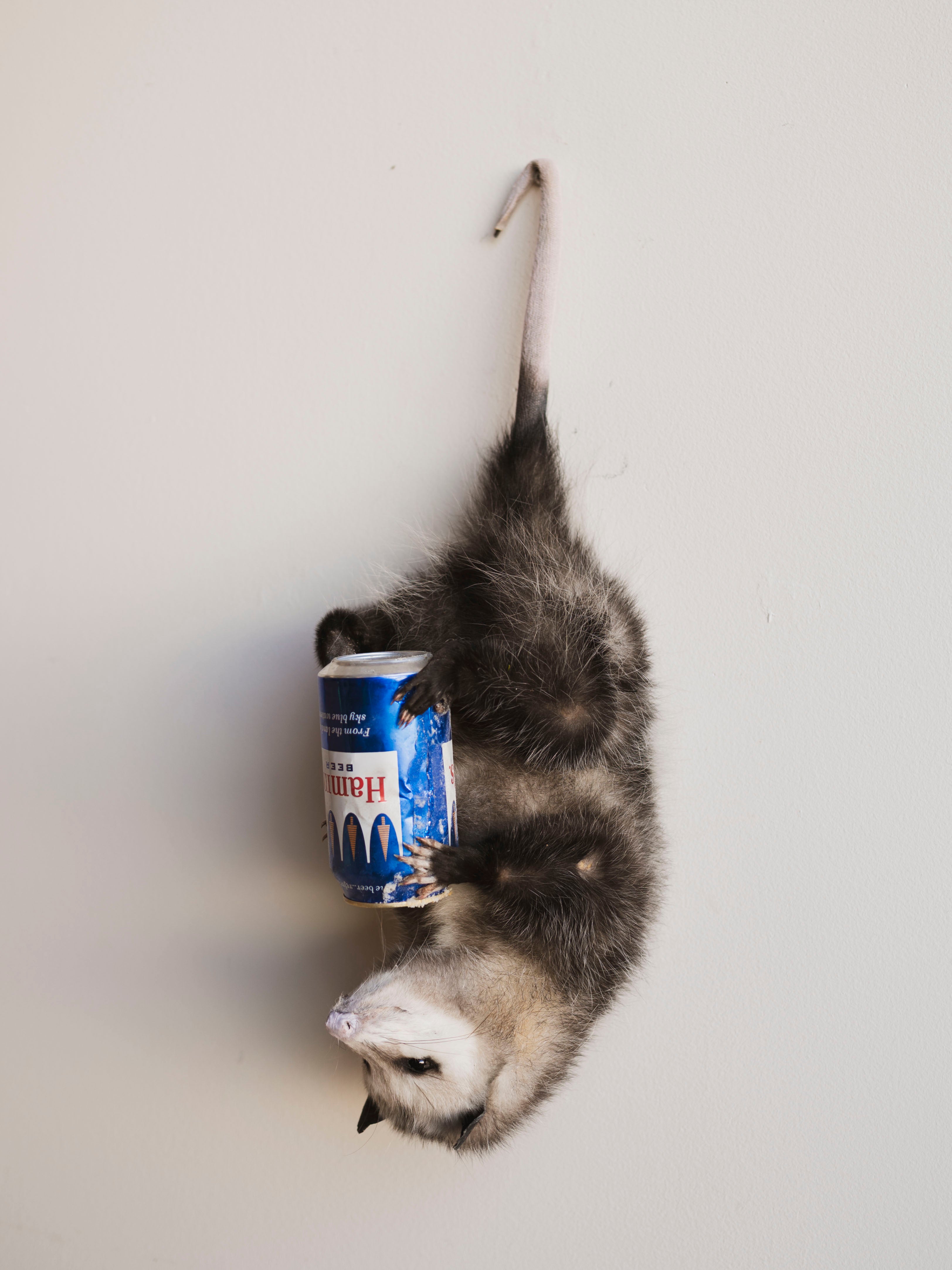 Hanging Full Body Beer Opossum Taxidermy (Boomba), TA457