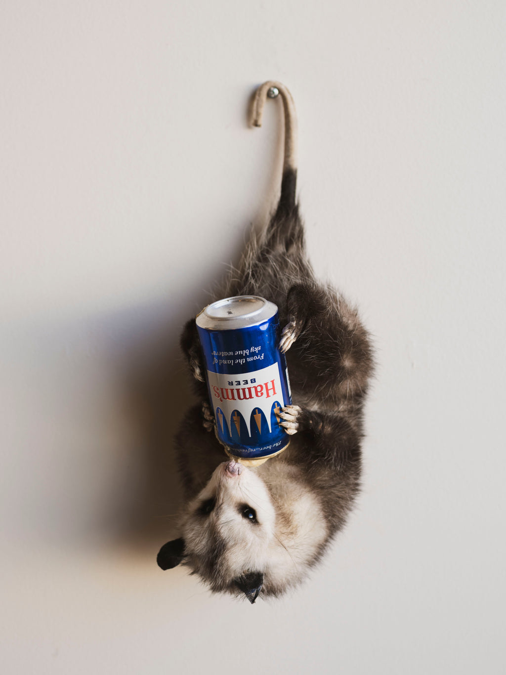 Hanging Full Body Beer Opossum Taxidermy (Chase), TA460