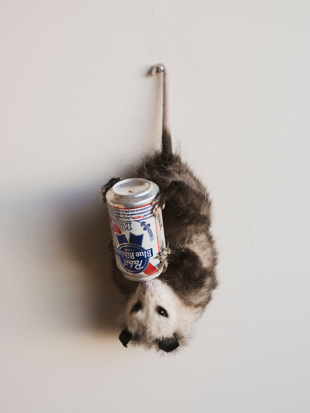 Hanging Full Body Beer Opossum Taxidermy (Gabriel), TA459