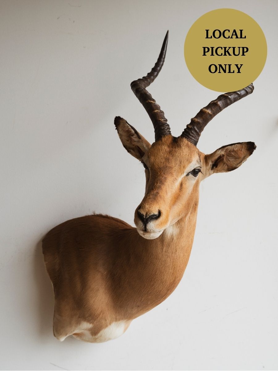 Impala Shoulder Mount Taxidermy (Isaak), TA298