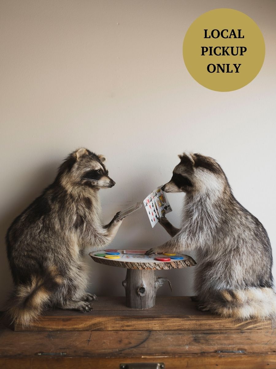 Raccoons Playing Poker Taxidermy (Poker Face), TA294