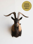 Spanish Ram Shoulder Mount Taxidermy (Lucious), TA348