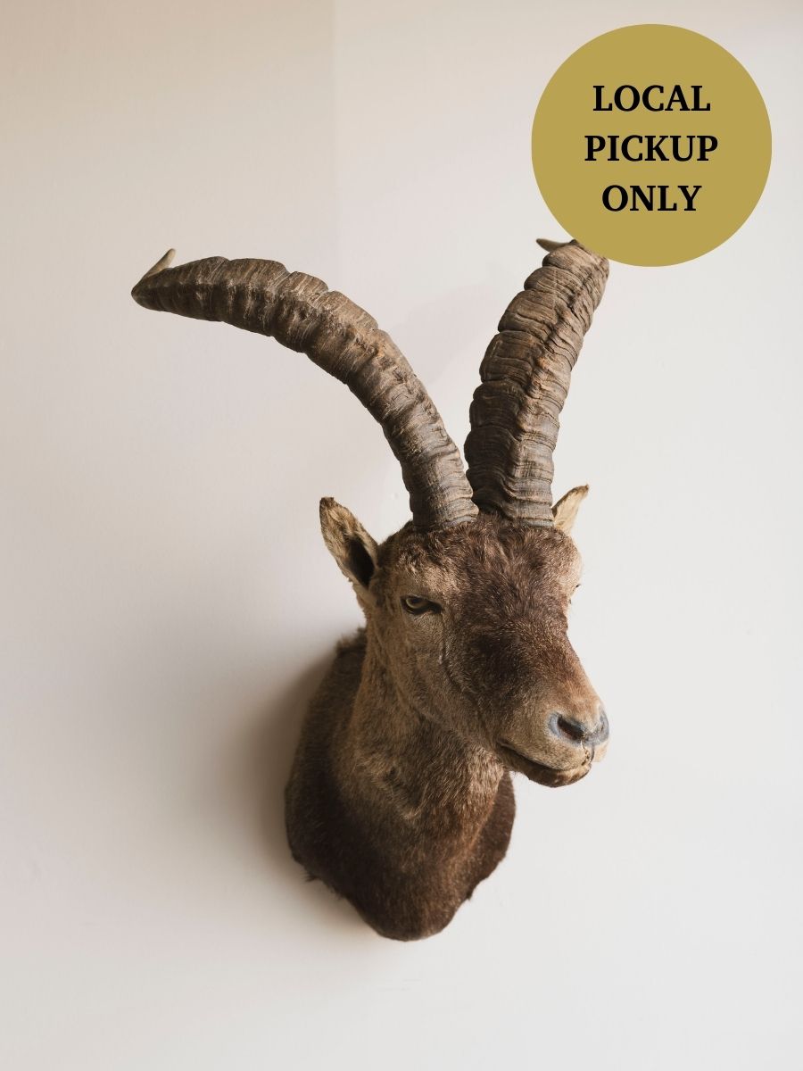 Ibex Shoulder Mount Taxidermy (Joaquin), TA349