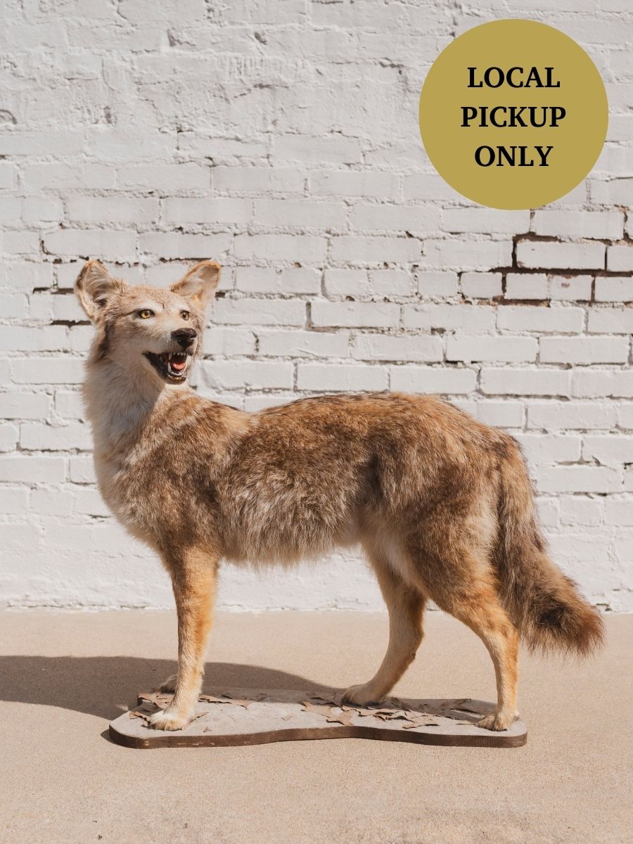 Coyote Taxidermy (Cliff), TA93