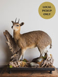 Full Body Klipspringer Taxidermy (Klippy), TA144