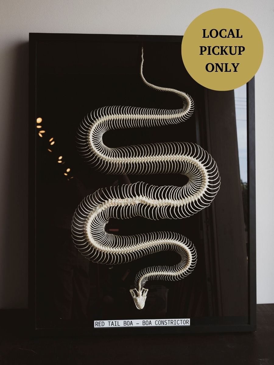 Framed Red Tailed Boa Constrictor Skeleton, CO94