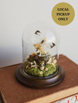 Cabbage White Butterfly and Skull-Faced Beetle In Cloche, IN78