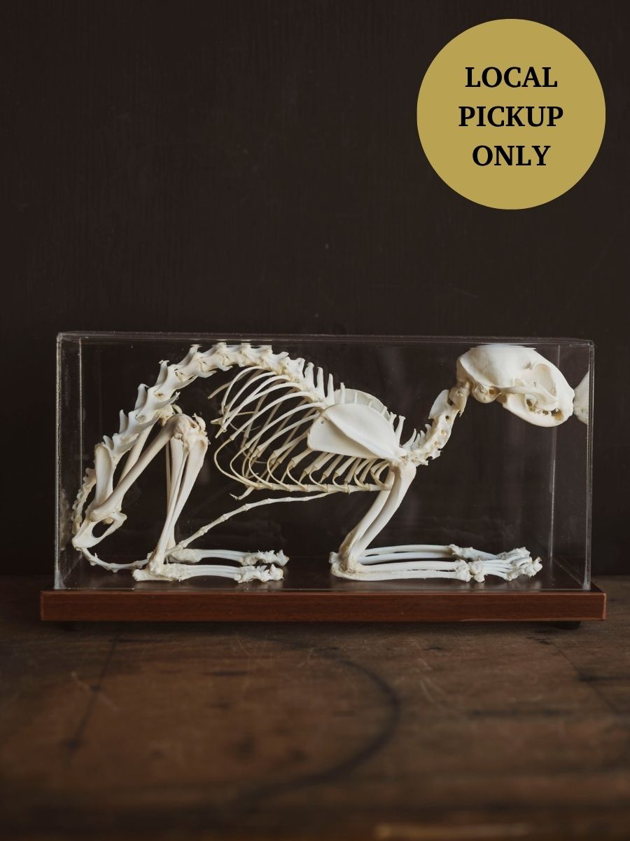 Full Articulated Cat Skeleton, SB1254