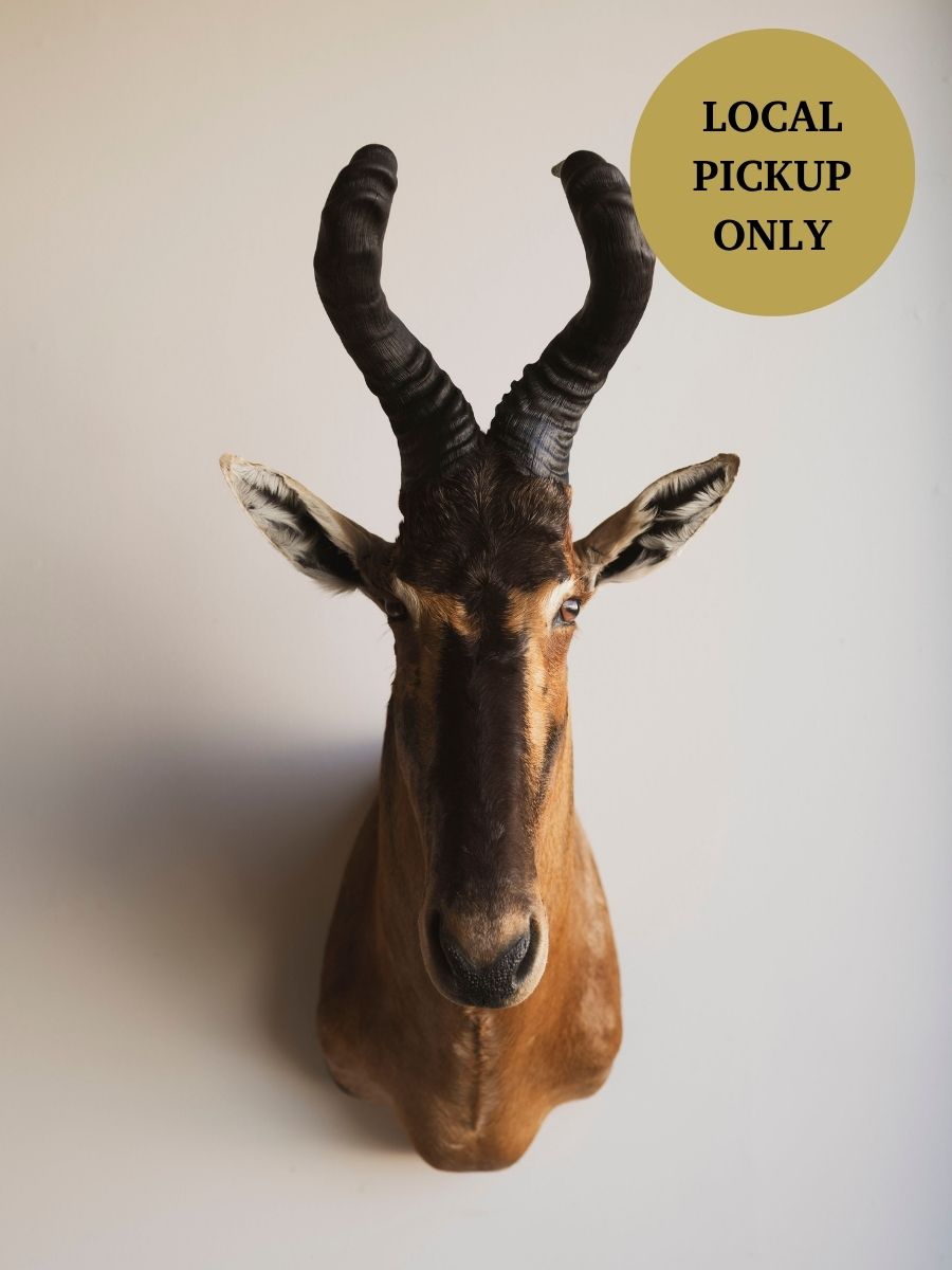 Red Hartebeest Shoulder Mount Taxidermy (Hades), TA441