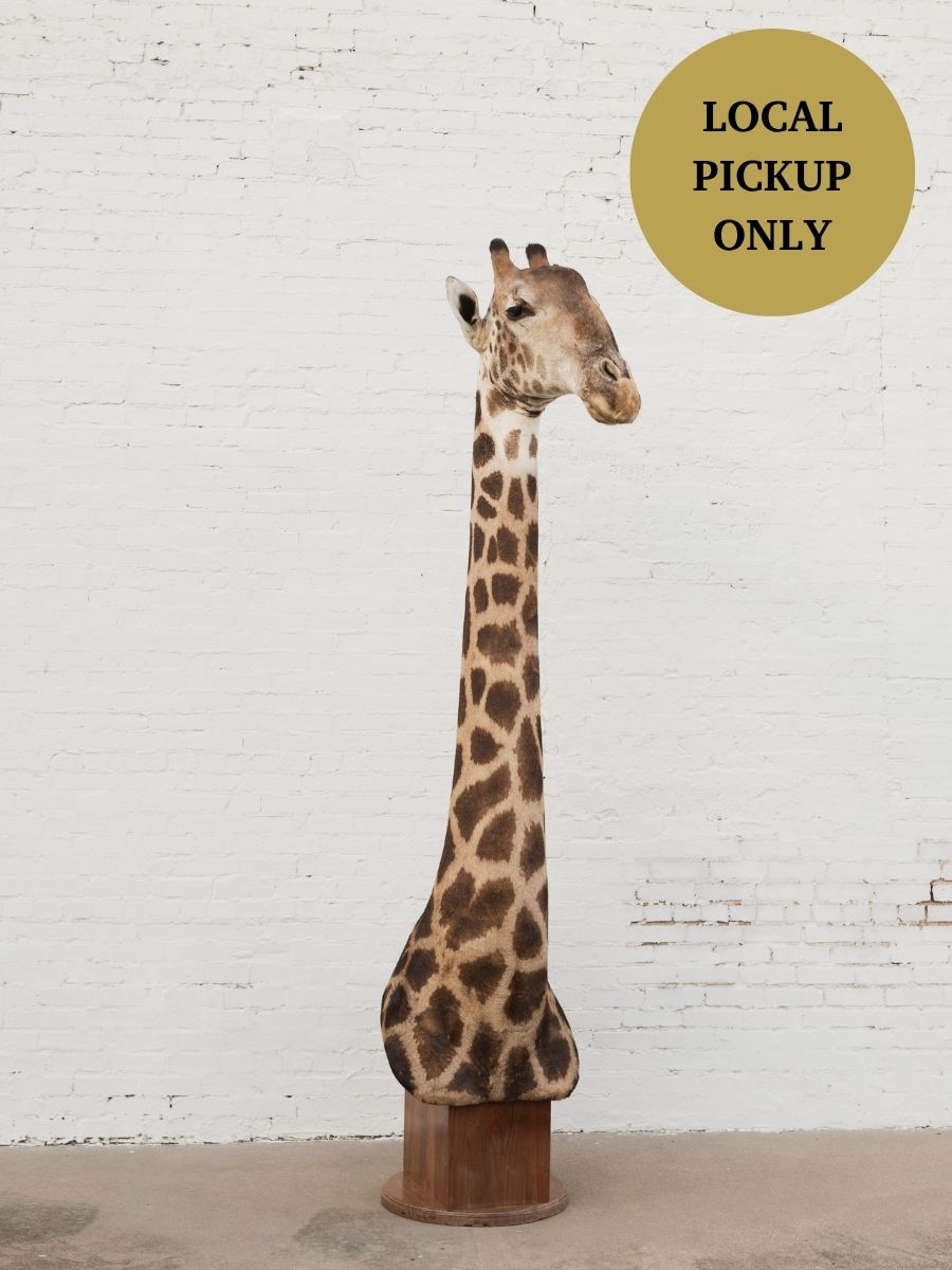 Masai Giraffe Shoulder Mount Taxidermy (Valentino), TA10