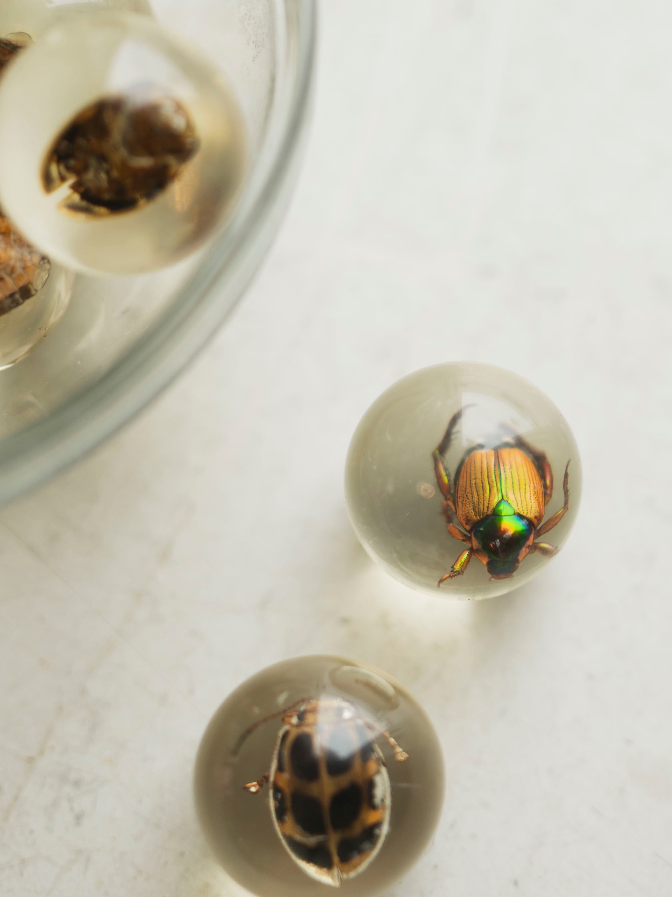 Travel Bug Marble Acrylic Bug Marble, HD789 – Black Moth