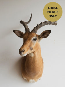 Impala Shoulder Mount Taxidermy (Indigo), TA297