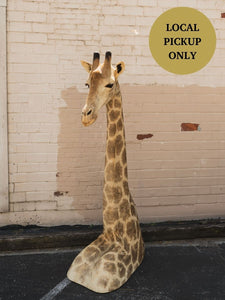 Giraffe Shoulder Mount Taxidermy (Garth), TA804