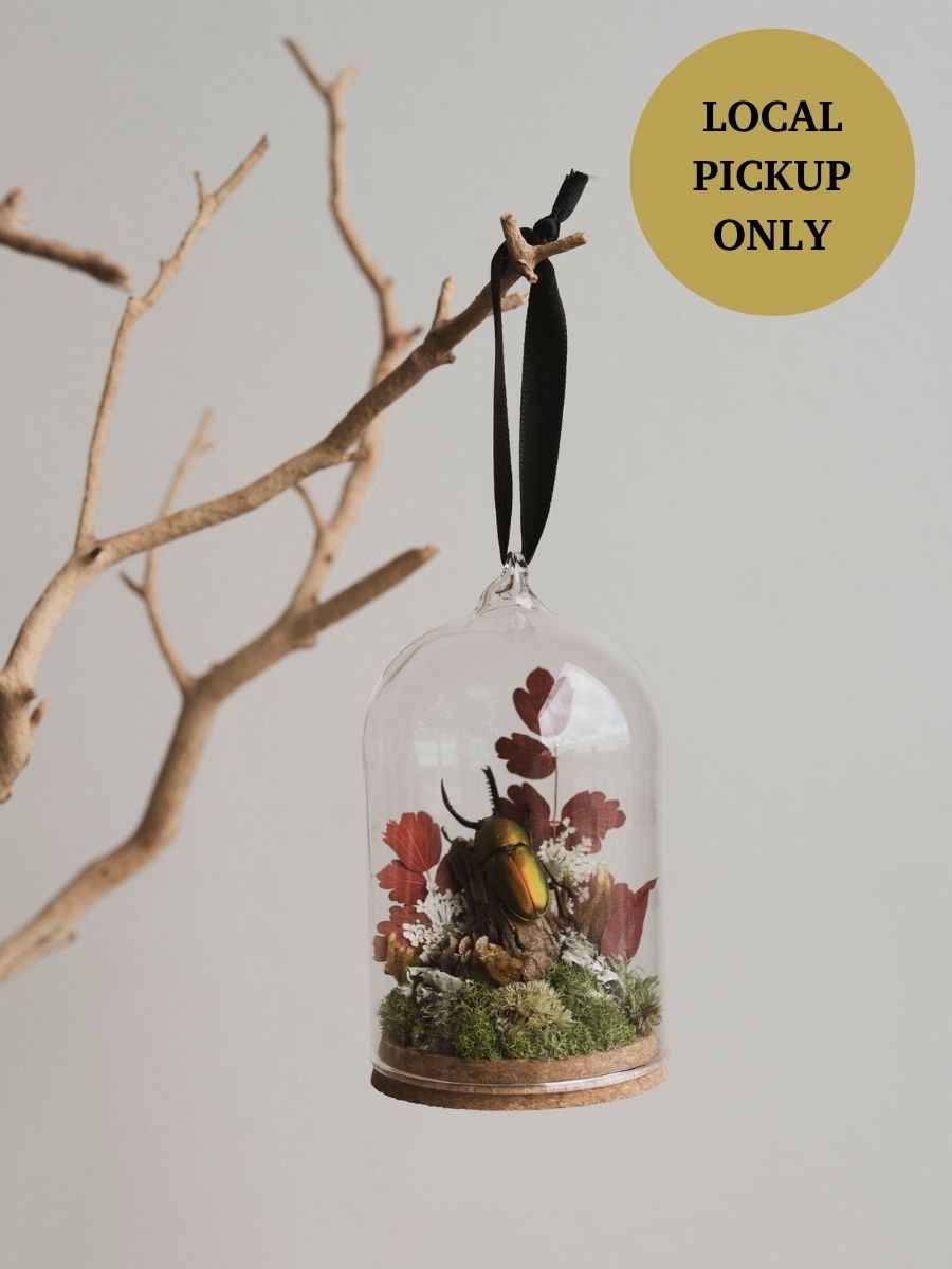 Sawtooth Beetle in Glass Ornament Cloche, IN536