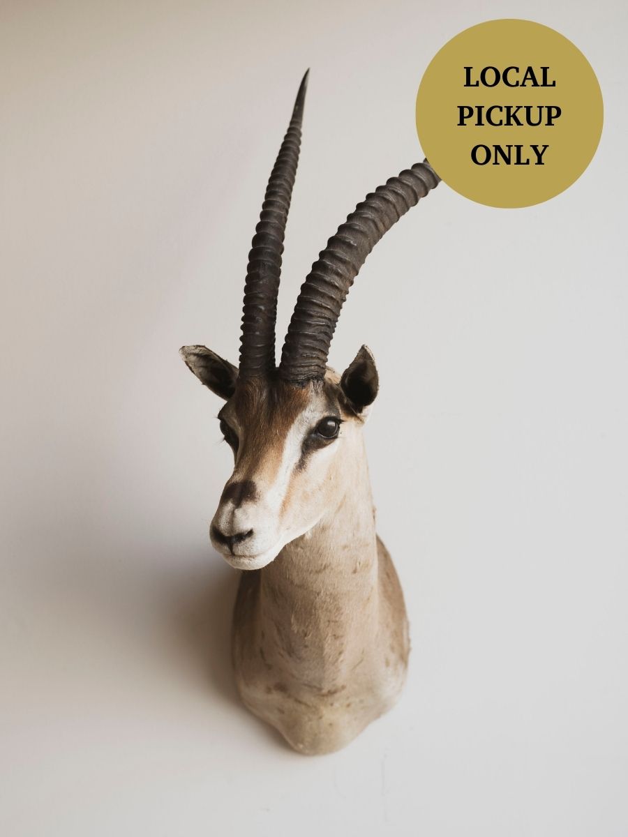 Grant’s Gazelle Shoulder Mount Taxidermy (Griswald), TA81