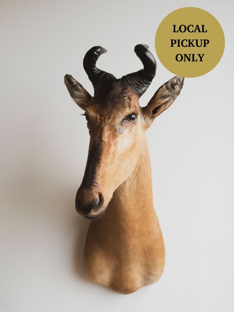 Liechtenstein’s Hartebeest Shoulder Mount Taxidermy (Pickle), TA442