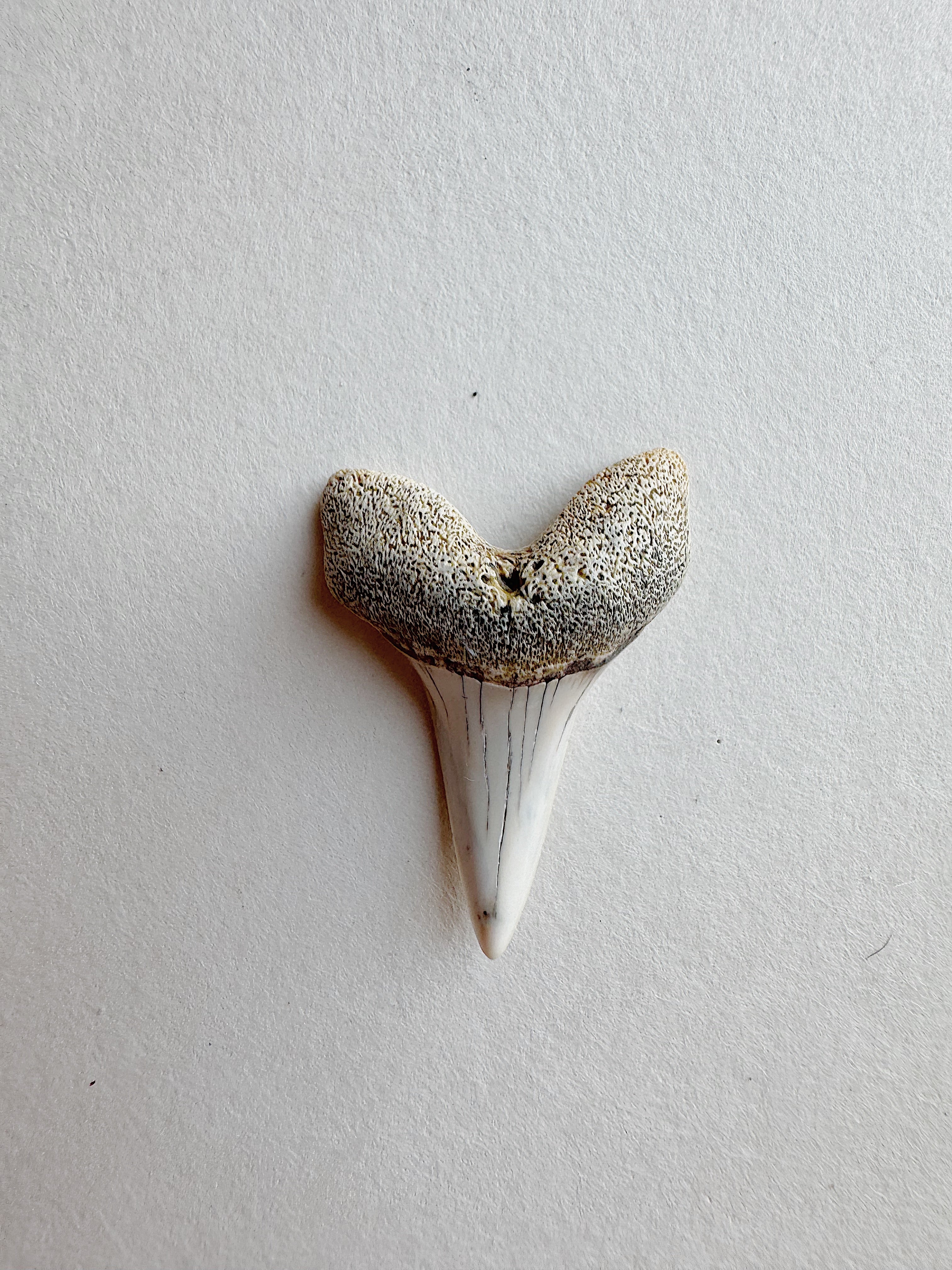 1-1.25" Fossilized Bakersfield Mako Shark Tooth, RM159