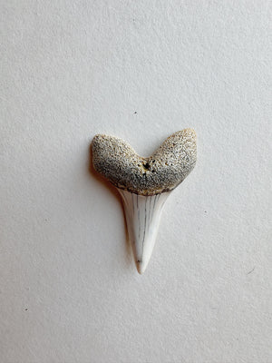 1-1.25" Fossilized Bakersfield Mako Shark Tooth, RM159